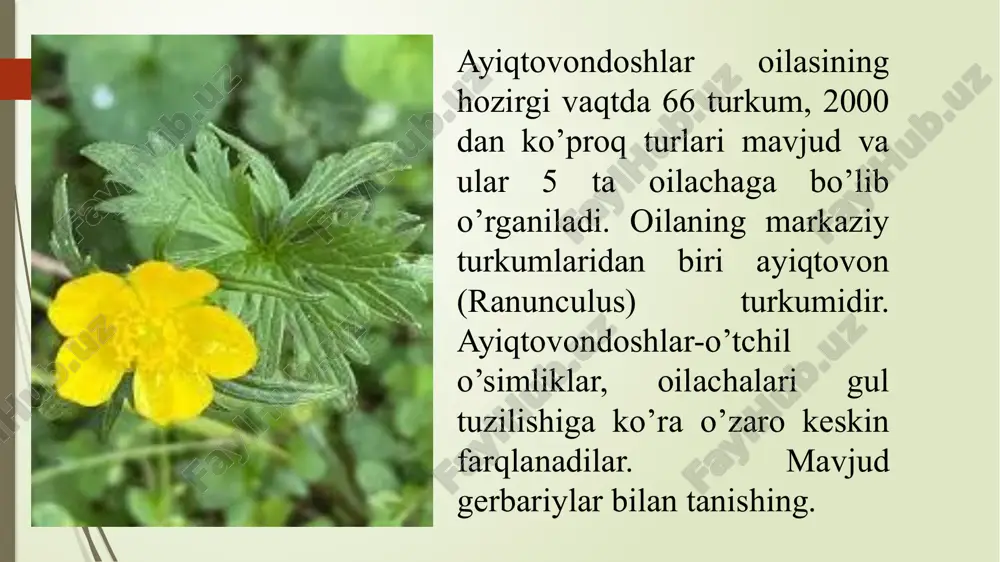 o’yuvchi ayiqtovonning (ranunculus acris) tuzilishi va ko’payishi - Page 3