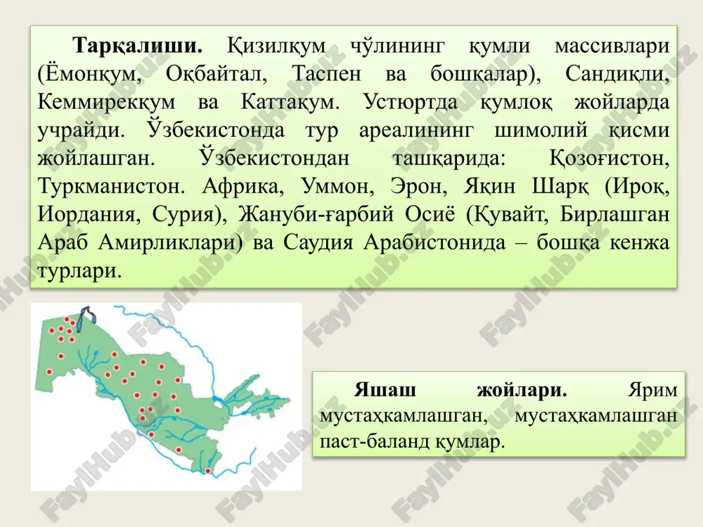 4 та насл олинди. муҳофаза чоралари. овлаш тақиқланган. қизилқум қўриқхонаси ва “сайгачий” мажмуа (ландшафт) буюртма қўриқхонасида муҳофаза остига олинган. яшаш жойларини муҳофаза қилиш ва бу борада маҳаллий аҳолининг билим даражасини ошириш лозим. ситеснинг i иловасига киритилган. 19(194). туркистон силовсини- туркестанская рысь -lynx lynx (linnaeus, 1758) ssp. isabellinus (blyth, 1847) мақоми. 2 (vu:d): заиф, қисқариб бораётган, мозаик тарқалган кенжа тур. тарқалиши. ғарбий тянь-шань (угом, писком, чотқол, ўтмишда – қурама, фарғона тизмалари) ва помир-олой (туркистон, ҳисор, кўҳитанг, ўтмишда – боботоғ тизмаси). ўзбекистондан ташқарида: ўрта осиё мамлакатлари, қозоғистон, мўғулистон, хитой ғарби, афғонистон, покистон, ҳиндистоннинг шимоли. яшаш жойлари. тоғларнинг ўрта ва юқори қисмлари (альп ўтлоқлари зонасининг баргли ўрмон ва арчазорлар қоплаган қуйи чегарасигача), кўпинча сочма-тошлоқ ва қояларга яқин жойлар. сони. турғун. ҳисор тоғ тизмасида 150 га яқин силовсин яшайди, кўҳитанг тизмасида – 20–25 та, ғарбий тянь-шанда – 100 га яқин. замонавий ҳисоб-китобларга кўра, ўтмишда оддий тур саналган бўлса-да, айни дамда туркистон тизмасида мавжуд эмас. …