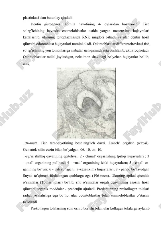 kanalchalar - dentin kanalchalari sistemasining hosil bo’lishiga sabab bo’ladi. predentinning emalga chegaradosh qnsm- 195-rasm. tish taraqqiyotining keyingi davri. emal’ va dentinning hosil bo’- lishi. gematoksilin-eozin bilan bo’yalgan. 06. 10, ok. 10. 1 - mezenxima; 2 - ameloblastlar (enameloblastlar); 3 - emal’; 4 - dentin; 5 - preden-tin; 6 - odontoblastlar; 7 - tish pul’pasi. larida ham ohaklanish ro’y bermasligi sababli bu erda interglobulyar bo’shliqlar paydo bo’ladi. so’ngra radial prekollagen tolalar ma’lum bir qalinlikka ega bo’lib, ularning hosil bo’lishi to’xtaydi va dentinning rivojlanishi sekinlashadi. keyincha-lik tangentcial (qiya) yo’nalgan kollagen tolalar paydo bo’la boshlaydi. bu tolalar prekollagen bosqichisiz to’g’ridan-to’g’ri paydo bo’ladi; mana shu tolalar hisobiga pul’pa atrofida dentin hosil bo’ladi. dentin hosil bo’lishi bilan emalning taraqqiyoti boshlanadi. dastavval enameloblast hujayralarining dentinga qaragan qismi cho’ziladi va o’simtalar hosil qiladi va emal’ prizma-larshsh hosil qiladi. emal’ hosil bo’lishi boshlannshn bilan 196-rasm. tish taraqqiyoti. 06. 40, ok. 10. 1 -enameloblastlar; 2 - emal’; 3 - …