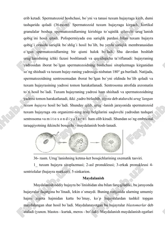 ish egatining 4 turi tafovut qilinadi: 1) meridional egat - zigotaning meridional chizig`idan o`tadi; 2) ekvatorial egat zigotaning ekvator chizig`idan o`tadi; 3) longitudinal egat - zigotaning ekvatoriga parallel o`tadi; 4) tangentsial egat - tangentsial yo`nalishda o`tadi. zigotaning maydalanish jarayoni tuxum hujayraning sitoplazmasidagi oziqa miqdoriga bog`liq, negaki, oziqa moddaning ko`pligi maydalanishni qiyinlashtiradi yoki unga qarshilik ko`rsatadi. shunga ko`ra umurtqali hayvonlarda tuxum hujayra maydalanishining 2 turi farqlanadi. 1. goloblastik yoki to`liq maydalanish. bunda tuxumning hammasi maydalanadi va maydalanish egati ham animal, ham vegetativ qutblardan o`tadi. goloblastik maydalanish o`z navbatida 2 turga bo`linadi: a) to`liq, tekis maydalanish (37-rasm, a). bunday maydalanish natijasida hosil bo`layotgan blastomerlarning hammasi taxminan bir xil kattalikka ega bo`ladi. bunday maydalanish lansetnikning izoletsital tuxumiga xosdir; b) to`liq notekis maydalanishda (37-rasm, b) tuxum hujayraning hammasi maydalanadi. lekin vegetativ qutbda sariqlik moddasi ko`p bo`lganligi sababli bu qutbdagi maydalanish animal qutbning maydalanishidan orqada qoladi. animal qutb blastomerlari tezroq bo`linganligi sababli sariqlikka boy bo`lgan …