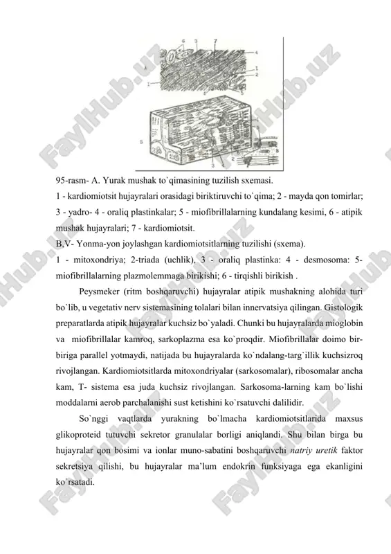 lastinkalar orqali birlashadi. yurak ko`ndalang-targ`il mushak to`qimasining regeneratsiyasi yoshga qarab o`zgaradi. go`daklarda kardiomiotsit hujayralar bo`linish qobiliyatiga ega bo`lsa, balog`atga etgan organizmda va qari odamlarda yo`ldosh (satellit) hujayralar bo`lmagani uchun va kardiomiotsit hujayralar bo`linish qobiliyatini yo`qotgani uchun nobud bo`lgan kardiomiotsit hujayralar qayta tiklanmaydi va nobud bo`lgan kardiomiotsitlar o`rnida (miokard infarktida) biriktiruvchi to`qimali chandiq hosil bo`ladi. nerv to`qimasi nerz to`qimasi yuqori darajada ixtisoslashgan to`qima bo`lib, to`qimalar va organizmning barcha a’zolarini o`zaro aloqada bo`lishini hamda organizmni tashqi muhit bilan bog`lanishini ta’minlayнdi. nerv to`qimasining asosiy vazifasi ta’sirotni qabul qilish, saqlash va qayta ishlash, organizmning turli sistemalarining faoliyatini uyg`unlashtirish, koordinatsiyalash kabilardan iborat. to`qimaning bu vazifasi tirik organizmlarning tarixiy taraqqiyoti jarayonida vujudga kelgan. nerv to`qimasi markaziy va periferik nerv sistemasini hosil qilib, bir-biridan bajaradigan vazifasiga qarab keskin farq qiluvchi ikki xil hujayralardan tashkil topgan. birinchi turi neytronlar yoki neyrotsitlar (neuronum osytus) bo`lib, kerv hujayra iborasi xuddi shu hujayraga tegishlidir. neyronlar nerv impulsini hosil qiladi va uning …