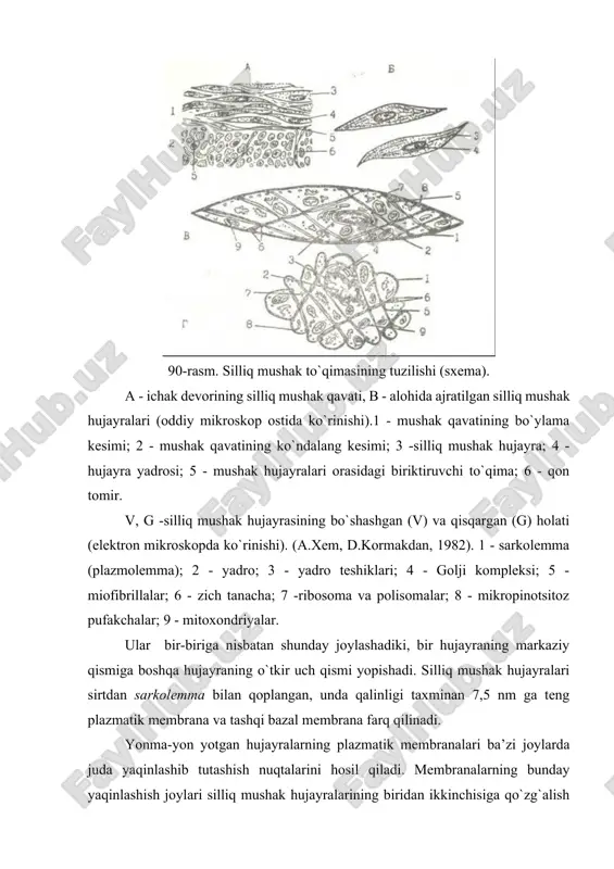 li ular eng muhim ahamiyatga ega. miofibrillalar skelet mushagiga xos bo`lgan ko`ndalang-targ`illikka ega emas va oddiy mikroskopda bir jinsli ipchalar 'shaklida ko`rinadi. elsktron mikroskop bilan silliq mushak hujayralari o`rganilganda hujayraning butun uzunligi bo`yicha yotuvchi uzluksiz miofibrillalar aniqlangan emas. hujayra sitoplazmasida bo`ylama joylashgan submikroskopik protofibrillalar mavjud bo`lib, ular tutamlar hosil qilmaydi. protofibrillalar yoki mikrofilamentlarning ikki turi farqlanadi: a k t i n va m i o z i n . miozin protofibrillalar diametri 17 nm ga teng bo`lib, yo`g`on protofibrillalardir. aktin mikrofilamentlar nozik bo`lib qalinligi 7 nm ga teng. ikkala filamentlar ham mushak bo`shashgak holatda burchak hosil qilib yoki hujayra bo`yi bo`yicha joylashgan bo`lib mushak qisqarganda o`z joylashishini uzgartiradi. silliq mushak hujayralarida ko`ndalang-targ`illik kuzatilmaydi, chunki filamentlar o`zaro tartibli joylashmagan. ular sarkomerlar hosil qilmaydi, plastinkalar ham topilmagan. sil-liq mushak hujayralarida ham tropomiozin, troponin va a-aktinin oqsillari topilgan. aktin oqsillarining sitolemmaga birlashgan qismida yoki aktin protofibrillaning o`rta qismida zich tanachalar uchraydi. zich tanachalar …