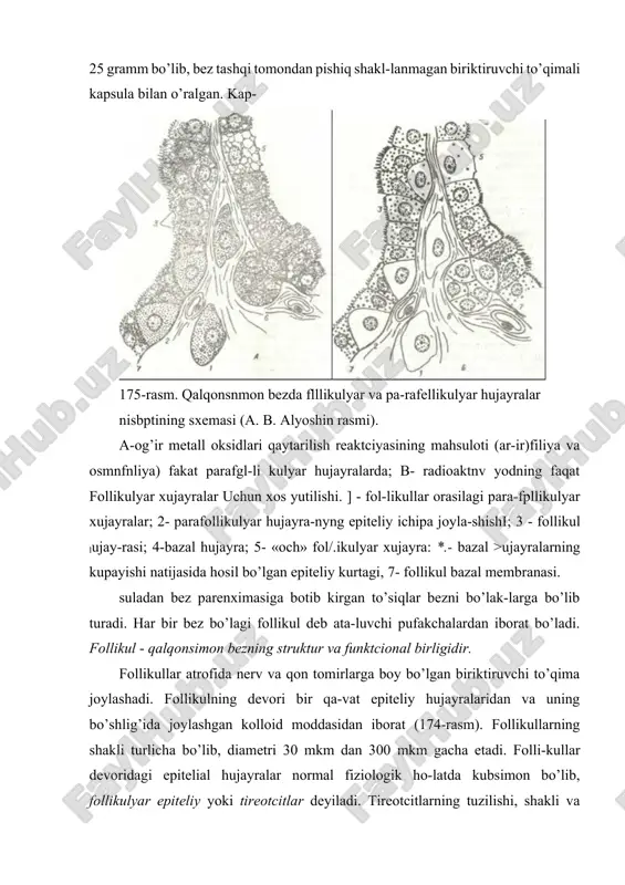 llikulalar devorida parafollikulyar hujayralar, follikullar oralig’ida esa to’plam-to’plam bo’lib yoki yakka-yakka holda interfollikulyar hujayralar joylashadi. pa-rafollikulyar hujayralar ikki tipga bo’linadi. birinchi xil hujayralar elektron mikroskopda tuzilishi jihatidan tireo-tcitlarga o’xshashdir. bu hujayralar o’sib, takomillashish natija-sida yangi follikullarni hosil qiladi. parafollikulyar hujayralarning ikkinchi turi yumaloq shakl-dagi hujayralar bo’lib, ular k-hujayralar (s-hujayralar) deb nomlanadi. bu hujayralarning funktciyasi yaqinda aniqlangan bo’lib, ularning tcitoplazmasida sekretor granulalar topilgan {175-rasm). bu hujayralar tireokal’tcitonin gormoninn ishlab chiqaradi. tireokal’tcitonin kal’tciy almashinish jarayonlarida ishtirok etib, qonda kal’tciy miqdorini kamaytiradi va qalqon-simon bez oldi bez gormonining antagonisti hisoblanadi. qalqonsimon bez funktciyasi gipofizning tireotrop gormoni vositasida boshqarib turiladi. gipofizda tireotrop gormonning kup miqdorda ishlanishi qalqonsimon bezi faoliyatini kuchayti-radi. tireotrop gormonining kam ishlab chiqarilishi ega bez funk-tciyasining susayishiga olib keladi. qalqonsimon bez hujayralarining sekretor tcikli. qalqon- simon bez gormonlari - tiroksin va triyodtironin o’z tarkibida yod tutadi. shu sababli bu gormonlarning sintez qilinishi uchun ko’p miqdorda yod zarur. qalqonsimon bez hujayralari qondagi yodni …