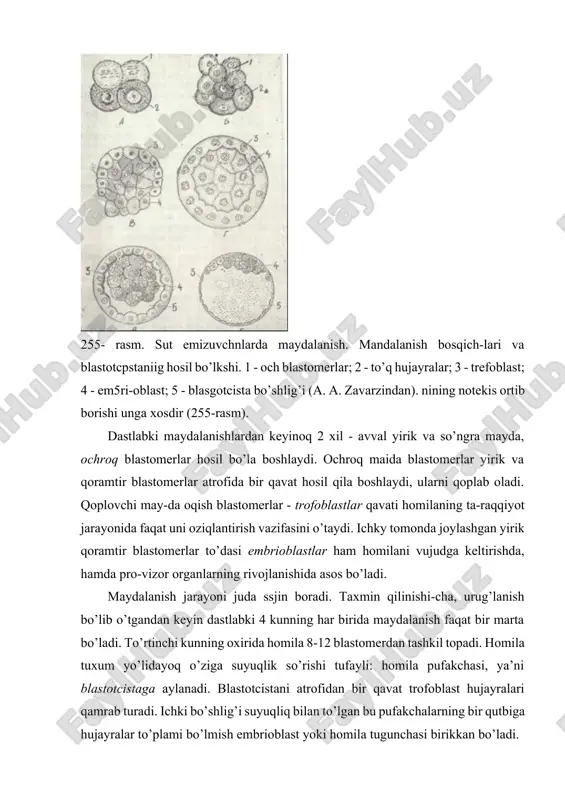 ’zgarishlar sodir bo’lishi tufayli ho mila taraqqiyoti jadal davom etadi. homila bachadon devorining shilliq qavatiga implantatciya qilingan va o’suvchi pufakka aylangandan so’ng bachadon devorining shilliq qavati o’zgarishlarga uchray boshlaydi. shilliq par-daning ikkala qavati yana ham yaqqol ko’rinadi. uning birinchi zich qavati detcidual hujayralardan hamda bachadon bezlarining chiqaruv naylaridan iborat. ikkinchi qavati esa g’ovak bo’lib,uni nihoyatda kattalashgan bachadon bezlari tashkil etadi. bachadon-ning bu darajada o’zgargan shilliq qavati emiriladi. bachadon shilliq qavati o’zgarishlari avval uning butun devori bo’ylab keng tarqaladi, keyinchalik esa har xil qismlarida ular turli-cha bo’ladi. trofoblastda bo’labigan o’zgarishlarga undagi hujayralar sonining keskin ko’payishi va devorining qalinlashishi asos bo’ladi. ayni vaqtda, trofoblastning tashqi yuzasida hujayralar to’plamidan iborat o’simtalar - trofoblast so’rg’ichlari (vor-sinkalari) vujudga keladi. trofoblastning birlamchi vorsinka-lari bachadon shilliq qavatiga chuqurroq o’sib kirishi jarayonida bachadon bezlari va qon tomirlar devorlarining eritib yuborishi tufayli homila pufagi atrofida yarim suyuq modda hosnl bo’lishiga sababchi bo’ladi. trofoblast vorsinkalarning o’sib kattalashishi bilan bir> vaqtda …