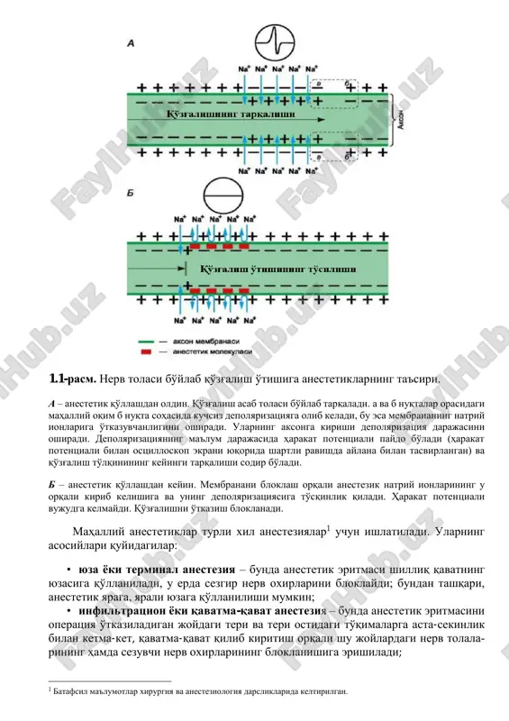 k bo'lgan xossalardir. ular qon tomirlarini toraytirishi (yoki hech bo'lmaganda ularni kengaytirmasligi) kerak. bu ahamiyatga ega, chunki tomirlarning torayishi (vazokonstriktsiya) anesteziyani kuchaytiradi, to'qimalardan qon ketishini kamaytiradi, shuningdek, anestetikning so'rilishini kechiktirib, toksik ta'sirlar yuzaga kelish imkoniyatini pasaytiradi. aks holat qon tomirlarining kengayishida kuzatiladi. agar anestetik qon tomirlariga ta'sir qilmasa yoki ularni kengaytirmasa, uni adrenomimetiklar guruhining vazokonstriktor vositalari bilan qo'shib ishlatish tavsiya etiladi (4; 4.1-bobga qarang;). past zaharlilik va minimal nojo'ya ta'sirlar muhim xususiyatlardan hisoblanadi. bunday hollarda, anestetiklarning rezorbtiv ta'siri ehtimoli hisobga olinadi, chunki ular in'ektsiya joyidan so'rilishi mumkin. preparatlar suvda yaxshi erishi, saqlash va sterilizatsiya paytida buzilmasligi kerak. 1yunoncha anaesthesia – sezmaslik, loqayd, beparvolik (an – inkor qilish, aesthesis – sezuvchanlik). 1.1-rasm. nerv tolasi bo'ylab qo'zg'alish o'tishiga anestetiklarning ta'siri. a – anestetik qo'llashdan oldin. qo'zg'alish asab tolasi bo'ylab tarqaladi. a va b nuqtalar orasidagi mahalliy oqim b nuqta sohasida kuchsiz depolyarizatsiyaga olib keladi, bu esa membrananing natriy ionlariga o'tkazuvchanligini oshiradi. ularning …