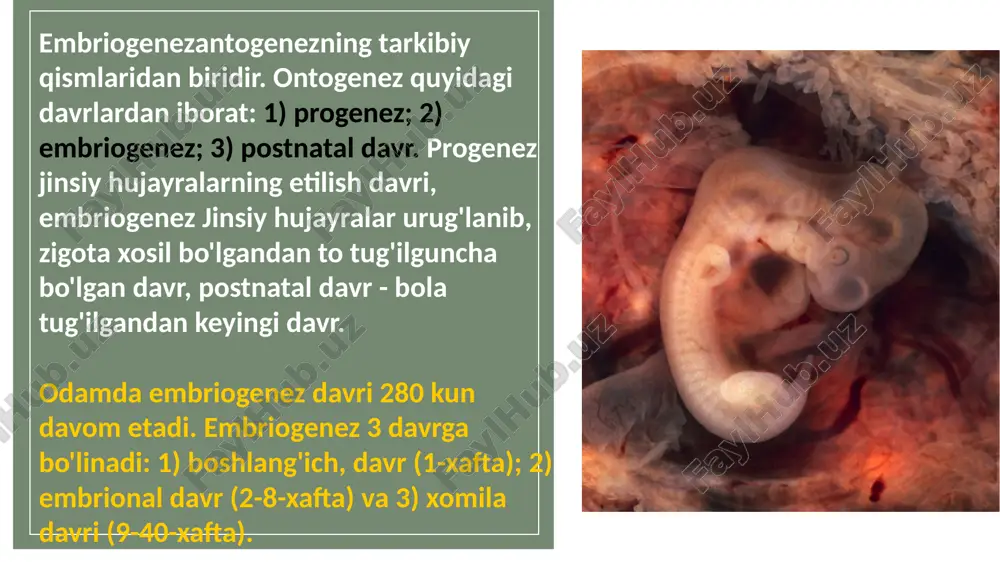 og bosqichi farq qilinadi: otalangan tuxumqujayraning boʻlinishi, murtak varaqlarining paydo boʻlishi, organlarning shakllanishi va rivojlanishi. vazifasi va tadqiqot usullariga koʻra, umumiy, qiyosiy, eksperimental, populyatsion va ekologik embriologiya ajratiladi. qiyosiy embriologiya dalillari hayvonlarning tabiiy sistemasini ishlao chiqish uchun asos boʻladi. eksperi.msntal embriologiya aʼzo va toʻqimalarni olib tashlash, koʻchnrib oʻtqazish va suiʼiy muhitda oʻstirish orqali ularning kelib chiqishi mexanizmlari va ontogenezda rivojlanishini oʻrganadi. embriologiya sitologiya, genetika, biokims, molekulyar biologiya va boshqalar fanlar bilan birgalikda rivojlanishi natijasida individual rlvojlanish qonuniyatlari haqidagi fan — rivojlanish biologiyasi yoki ontogenetika vujudga keldi. e'tiboringiz uchun tashakkur! thanks image1.jpeg image2.png image3.jpeg image4.jpeg image5.png