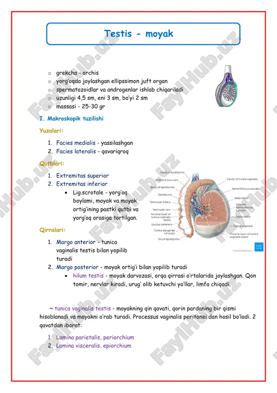 uziladi. bu kasalik varikosele deyiladi. iii. klinik terminlar orxit - moyak yallig’lanishi gidrosele - moyak istisqosi, ya’ni, cavum serosum scrotida suv yig’ilishi moyak gipoplaziyasi - normal o’lchamdan kichikligi kriptorxizm - moyakning yorg’oqqa tushmasligi, 2 xil: • distopik moyak - moyak yorg’oqqa tushmagan bo’ladi, ammo, fiziologik tushish yo’lida, ya’ni, chov kanalining qaysidir qismida bo’ladi • ektopik moyak - bunda moyak fiziologik yorg’oqqa tushish yo’lidan tashqarida bo’ladi (kichik chanoqda, oraliqda, qov simfizi ustida) ~ orxidopeksiya - moyakni yorg’oqqa tushirish operatsiyasi moyakning buralib qolishi - moyak urug’ tizimchasidagi qon tomir chigallariga o’ralib qoladi. shoshilinch operatsiyani talab qiladi. 12 soat ichida yordam ko’rsatilmasa, moyakni nekroz sababli olib tashlashga (orxidektomiya) tog’ri keladi. moyak ortig’i - epididymis o moyakning orqa qirrasi bo’ylab joylashgan uzun va ingichka juft organ o egri-bugri kanallar yig’indisidan iborat o spermatozoidlar rezervuari bo’lib xizmat qiladi o shuningdek, bu yerda spermatozoidlar uchun oziq ishlab chiqariladi, hamda spermatozoidlarning harakatchanligi va fertilligi oshadi i. makroskopik …