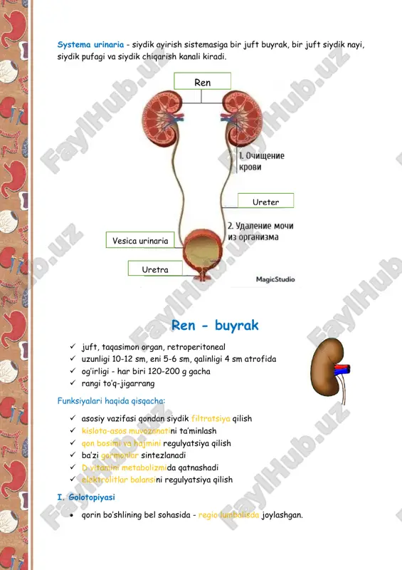 i tuzilishi yuzalari: 1. facies anterior - yumaloqroq 2. facies posterior - yassilashgan qirralari: 1. margo medialis - botiq 2. margo lateralis - qavariq qutblari: 1. extremitas superior - o’tkirroq 2. 2.extremitas inferior - kengroq va yumaloq klinik ahamiyatiga misollar: taqasimon buyrak - buyrakning tug’ma pastki qutblarining qo’shilganligi. fiziologik jihatdan normal, anatomik jihatdan ,,noqulay’’. travmaga moyil, homiladorlarda ko’proq bosiladi. segmentlari: • buyraklar 5 tadan segmentga ega • har biri alohidalashgan qon o’zaniga ega o segmentum superius o segmentum superius anterius o segmentum inferius anterius o segmentum inferius o segmentum posterius buyrak sinusi - sinus renalis ( sinus - qo’ltiq, qo’yin, bo’shliq ma’nosini beradi) • buyrakning medial qirg’og’idagi chuqurlik bolib, yog’ kletchatkasi bilan to’lgan • yog’ kletchatkasi orasida quyidagi strukturalar bo’ladi: o qon tomirlar o limfa tomirlar o nervlar o katta va kichik buyrak kosachalari o buyrak jomi buyrak oyoqchasi - crus renalis • sinus renalisda joylashgan bo’lib, buyrak arteriyasi, venasi, …