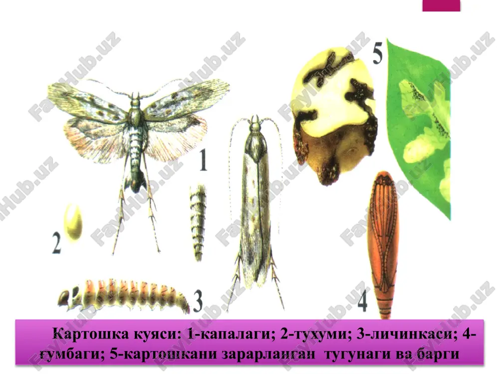 turkum - qattiq qanotlilar - soleortera voyaga etgan qo'ng'iz oval shaklda, usti juda ham qavariq, osti yassi. tanasining asosiy rangi sariq yoki qo'ng'ir, har bir usti bo'ylab beshtadan qora yo'l o'tadi. pastki qanotlari och pushti qizil, boshining ustida uchburchak qora dog'chasi bor, orqasining oldingi qismida 11 ta qora dog'chasi bo'ladi, ulardan eng yirigi rim raqamlaridan v shaklida bo'lib, o'rtada joylashadi. odatda qo'ng'izning kattaligi 9-11 mm keladi, lekin kattaligi 7-9 va 12-16 mm bo'lgan ayrim qo'ng'izlar ham uchraydi. tuxumi cho'zinchoq, oval shaklda, rangi sariqdan tortib ravshan zarg'aldoq tusda, uzunligi 0,8-1,5mm. tuxumlarini bir-biriga yaqin qilib qo'yadi, ularni barg yuzasiga tippa-tik qilib yoki sal qiyshaytirib qo'yadi. lichinkalarning kattaligi odatda 0,9 sm gacha boradi. lichinkaning usti ayniqsa orqa qismi juda qavariq osti yassi. lichinkalar birinchi va ikkinchi yoshda qizil tusda, uchinchi va to'rtinchi yoshda esa zarg'aldoq-sariq, boshi, qalqoni birinchi ko'krak segmentining ustida, oyoqlari qora, tanasining ikki yonida ikki qatordan qora dog'lari bor, ular so'galsimon …