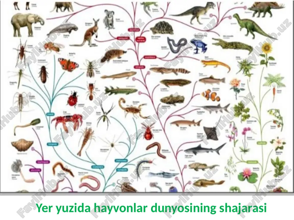hayvonlar evolyutsiyasi va ekalogiyasi - Page 3