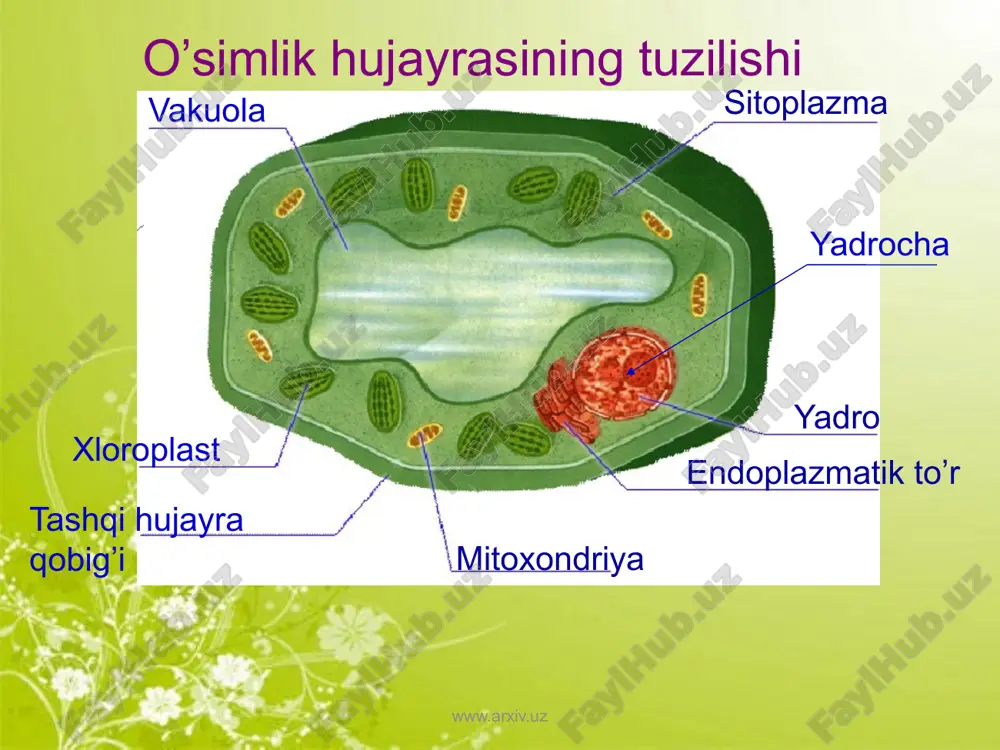 hujayra va uning tuzilishi - Page 3