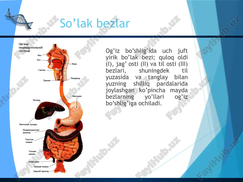 shirasining fermentlari ta’sirida kimyoviy o’zgarishlarga duch keladi ingichka ichak  ingichka ichak – me’daning chiqish qismidan boshlanib, o’ng yonbosh sohasidagi yo’g’on ichakning boshlanish qismida yakunlanadi. ingichka ichakda moddalarning kimyoviy ta’sirida parchalanishi davom etadi. yo’g’on ichak  yo’g’on ichak – ingichka ichakning davomi hisoblanadi va quyidagi qismlardan tashkil topadi:  a) ko’richak qismi.  b) ko’tariluvchi qismi  c) ko’ndalang qismi. pishevaritelnaya sistema cheloveka k pishevaritelnoy sisteme otnosyatsya organi, osushestvlyayushie mexanicheskuyu i ximicheskuyu obrabotku pishevix produktov, vsasivanie pitatelnix veshestv i vodi v krov ili limfu, formirovanie i udalenie neperevarennix ostatkov pishi. pisha vnachale popadaet v rotovuyu polost, gde v protsesse perejevivaniya ona ne tolko izmelchaetsya, no i peremeshivaetsya so slyunoy, prevrashaetsya v pishevoy komok. eto peremeshivanie v rotovoy polosti osushestvlyaetsya pri pomoshi yazika i mishts shek. slizistaya obolochka rotovoy polosti soderjit chuvstvitelnie nervnie okonchaniya – retseptori, s pomoshyu kotorix vosprinimaet vkus, temperatura, konsistentsiya i drugie kachestva pishi. vozbujdenie ot retseptorov peredaetsya …