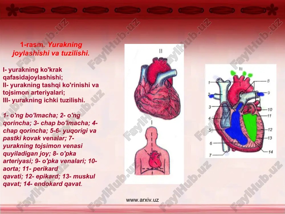 anda qon yo’qotishdan saqlanadi. immunitet- organizmning turli yuqumli va yuqumsiz kasalliklarga chalinmasligi. bunday hodisani 200 yil muqaddam angliyada provintiyalik jenner birinchi bo’lib kuzatgan. u chechak kasalligiga qarshi kurash chorasini topib tonni ismli bolada tajriba o’tkazgan. jenner har bir kasallik tarqatuvchi mikroblar qonga tushganda shu mikroblarga qarshi qon plazmasida antitelolar hosil bo’lishini aniqlagan. www.arxiv.uz www.arxiv.uz immunitet tug’ma va ortirilgan, aktiv, passiv bo’lishi mumkin. odatda odam yuqumli kasallik bilan og’rib o’tgandan keyin organizmda tabbiy immunitet paydo bo’ladi. yurak organizmda nasos funksiyasini bajaradi. yurak va qon aylanish sistemasiga yurak, arteriyalar venalar kapilyar kiradi. yurakdan qon olib ketuvchi tomirlar arteriyalar yurakga qon olib keluvchi qon tomirlar vena qon tomirlar deyiladi. qon qon tomirlarida harakatlanar ekan murrakkab yo’lni katta va kichik qon aylanish doiralarini bosib o’tadi. katta qon aylanish doirasi yurakning chop qorinchasidan boshlanib butun tanani qon bilan taminlab, yurakning o’ng bo’machasiga venoz qon sifatida qo’llanadi. www.arxiv.uz www.arxiv.uz kichik qon aylanish doirasi yurakning o’n qorinchasidan …
