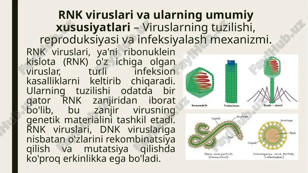 k materialini o'zlashtirib, organizm hujayralarini zaxarlash orqali infeksiyani kengaytiradi. bu jarayon immun tizimini kuchaytiradi, ammo ba'zi holatlarda immun javobning haddan tashqari kuchayishi oqibatida organizmning o'ziga zarar yetkazilishi mumkin. rnk viruslarining patogenik ta'siri nafaqat yengil alomatlar bilan cheklanmaydi, balki og'ir holatlar, masalan, o'pka infeksiyalari, nafas etish qiyinchiliklari va boshqa organlarning disfunktsiyalariga olib kelishi mumkin. ayrim holatlarda bu kasalliklar o'limga olib kelishi mumkin, ayniqsa keksa yoshdagi odamlar va immun tizimi zaif bo'lgan shaxslar uchun xavf tug'diradi. viruslar nafaqat hujayralarni zararlaydi, balki organizmdagi yallig'lanish jarayonlarini kuchaytiradi, bu esa kasallikning kechishiga va simptomlarning og'irlashishiga olib keladi. mikrobiologik diagnostika usullari – rnk viruslarini aniqlashning zamonaviy metodlari. polimeraza zanjir reaktsiyasi (pcr) usuli rnk viruslarini aniqlashda eng samarali va ishonchli usullardan biridir. pcr yordamida virusning rnksi dnkga transkriptsiyalash orqali qayta ishlanadi, so'ngra maxsus primerlar yordamida aniqlanadi. bu metod virusning genetik materialini tez va aniq aniqlash imkonini beradi, ayniqsa gripp yoki koronavirus kabi rnk viruslarida. reverse transcription pcr …