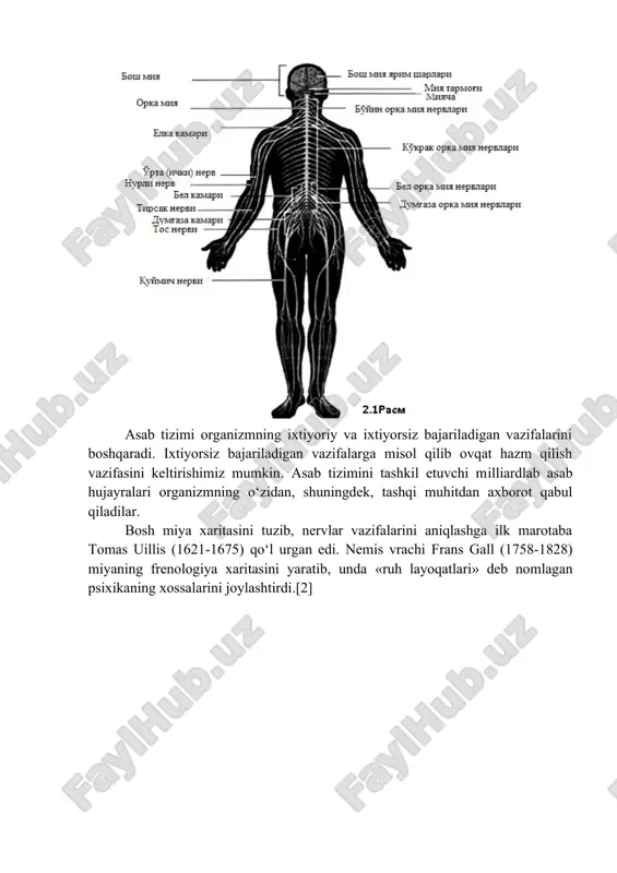 periferik nervlar majmuasi yurak, o‘pka, ovqat hazm qilish tizimi va boshqa ichki organlar, tomirlar va to‘qimalarni ta’minlaydi, bularning barchasi vegetativ asab tizimini tashkil etadi. uning faoliyati inson iroda kuchiga bog‘liq bo‘lmaydi. (2.1 rasm) asab tizimi organizmning ixtiyoriy va ixtiyorsiz bajariladigan vazifalarini boshqaradi. ixtiyorsiz bajariladigan vazifalarga misol qilib ovqat hazm qilish vazifasini keltirishimiz mumkin. asab tizimini tashkil etuvchi milliardlab asab hujayralari organizmning o‘zidan, shuningdek, tashqi muhitdan axborot qabul qiladilar. bosh miya xaritasini tuzib, nervlar vazifalarini aniqlashga ilk marotaba tomas uillis (1621-1675) qo‘l urgan edi. nemis vrachi frans gall (1758-1828) miyaning frenologiya xaritasini yaratib, unda «ruh layoqatlari» deb nomlagan psixikaning xossalarini joylashtirdi.[2] bosh va orqa miya – ikki hayotiy muhim organlar – miya qutisi va umurtqa pog‘onasi suyaklari bilan o‘ralgan va himoya qilinadi. miyaning asosiy tarkibiy qismlari bo‘lib katta miya (ikki yarim sharlar), miyacha, orqa miya hisoblanadi. miya yarim sharlari – bu organning axborotni qabul qilib, tananing boshqa qismlariga o‘tkazuvchi asosiy qismidir. …