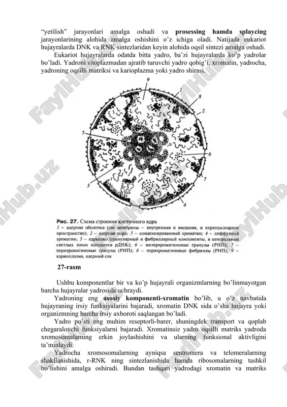 hunday xususiyatlardan kelib chiqqan holda ushbu komponentga “xromatin” deb nom berilgan, ya’ni yunoncha chroma-rang, bo’yoq ma’nosini anglatadi.xromatin tarkibiga dnk va uning oqsilli kompleks strukturalari kiradi. prokariot dnk laridan farqli o’laroq, eukariot xromatinlari muqobil ikki holatda ya’ni interfazada (gekonge sirlangan) tarqoq va mitoz davrida jipslashgan holatda metotik xromosoma tarkibida uchraydi. yadroning interfaza davrida xromatin o’zining kompleks shaklini tarqatgan, dekondensirlangan holatda bo’ladi. xromosomaning yoki uning to’liq dekondensirlangan ma’lum qismlarini diffuz xromatin deyiladi. xromosomaning interfaza davrida to’liq tarqalmasdan ya’ni kondensirlangan xromatin yoki geteroxromatin deyiladi. interfazada duffuzlangan xromatin qanchalik ko’p bo’lsa, sintez jarayonlari shunga mos ravishda yuqori bo’ladi. limfosit hujayralarida xromatin hujayra yadrosining pereferiyadan hosil bo’lib boshlaydi. rnk sintezi davrida xromatin strukturasi o’zgaradi. dnk va rnk sinteziga o’tganda, kondensirlangan xromatinlar zonasi ko’payadi. tuban umurtqalilarning eritrositlarida barcha xromatin kondensirlangan hoatda bo’ladi, va bu yadrolarda dnk va rnk sintezi bo’lmaydi. agar ushbu hujayra yadrolarida rnk sinteziga o’tsa xromatinlar difuz holatiga o’tadi. hujayraning mitotik bo’linish davrida kondensirlangan …