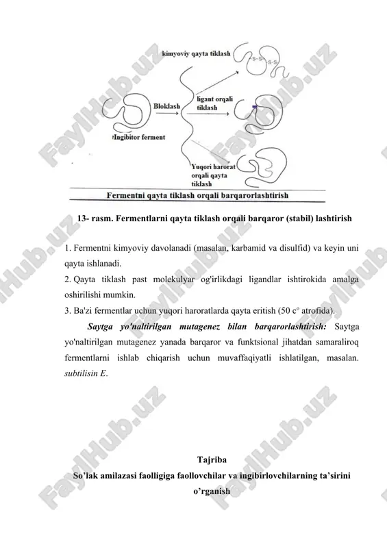 lashmaning har biridan 2-3 tomchidan alohida probirkalarga tomiziladi. yod bilan qilinadigan reaksiya 10-15 minutda yana takrorlanadi. birinchi probirkadagi suyuqlik binafsha yoki qizil rangga, ikkinchisi qizil yoki sariq, uchinchisi esa ko’k rangga kiradi. demak, ikkinchi probirkada kraxmal yaxshiroq gidrolizlangan, uchinchisida umuman gidroliz ketmagan. ish natijasi jadvalda qayd qilinadi. 6- jadval amilaza faolligiga faollovchi va ingibirlovchilarning tasiri № ferment substrat fermenting ta’sir etish vaqti, min reaksion aralashmaning yod bilan bergan rangi 1 so’lak amilazasi kraxmal 5 2 so’lak amilazasi kraxmal 10 3 so’lak amilazasi kraxmal 15 mashg’ulot davomida olingan xulosalar: mustahkamlash uchun nazorat savollari: 1. fermentlarning fizik-kimyoviy xususiyatlari haqida ma’lumot bering? 2. fermentlar faolligiga haroratning ta’siri haqida ma’lumot bering? 3. fermentlar faolligiga ph va ferment konsentratsiyasining ta’siri haqida ma’lumot bering? 4. amilaza fermentiga ingibitorlarning ta`siri qanday? 5. fermentlarni birlashtitrish usullarini ayting ? 6. stabil ferment deganda nimani tushunasiz ? adabiyotlar: 1. mirzaraxmetova d.t. osnovi biologicheskoy spetsifichnosti. uslubiy qo'llanma. toshkent: uzmu. 2006. 112s. …