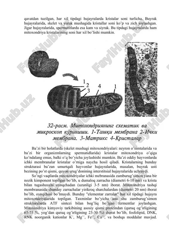 ar o’smalari hujayralarida ularning soni kam. elektron mikroskopik tadqiqotlar mitoxondriyaning ikki qobiq bilan o’ralganligini ko’rsatadi. tashqi membrananing qalinligi taxminan 6 nm bo’lib, shu organoidlarning o’tkazuvchanlik hususiyatini belgilasa kerak. ichki tarafda yozuvchi ichki mitoxondrial membrana tashqisidan farqli o’laroq, tekis bo’lmay, o’simta (krista)lar hosil qiladi. bu membrananing ham qalinligi taxminan 6 nm. ichki membranalar orasida bo’shliq mayda donador moddalar bilan to’lgan bo’lib, matriks deb ataladi. mitoxondriya matriksida elektron zich (to’q) granullalar bo’lib, ularning zichligi ca++ mg ionlariga bog’liq. mitoxondriya kristalari organoid matriksini butunlay ajratmaydi va shuning uchun ham matriks yaxlit bo’ladi. mitoxondriya membranalari murakkab tuzilishga ega bo’lib, ikkita tashqi elektron zich (to’q) qavatlardan va o’rta och qavatdan tuzilgan, har xil tipdagi hujayralarda kristalar soni turlicha. buyrak hujayralarida, skelet va yurak mushagida kristallar soni ko’p va zich joylashgan. jigar hujayralarida, spermatitlarda esa kam va siyrak. bu tipdagi hujayralarda ham mitoxondriya kristalarining soni har xil bo’lishi mumkin. ba’zi bir holatlarda (skelet mushagi mitoxondriyalari: neyron …