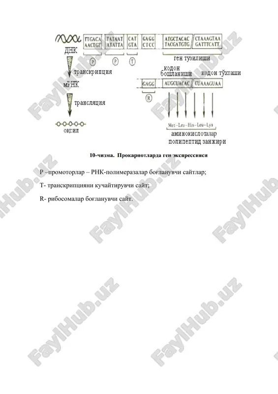 polipeptidi va -galaktozidazadan tashkil topgan ximerli oqsilni konstruktsiya qilingan gen axboroti asosida sintez qilinishi har ikkala peptid metionin (met) bilan bog'langan. bromtsianid ta'sirida ximer molekula metionin turgan joydan parchalanadi. 13-chizma. mrnk axboroti asosida genning sintezlanishi 1-eukariot gen; 2-dnk matritsasiga rnk transkriptsiyasi; 3-protsessing – oqibatida intronlar saqlamaydigan, etilgan mrnk hosil bo'ladi; 4- mrnk matritsasida kdnk sintezi. nazorat savollari 1. oziq-ovqat mahsulotlari sanoati biotexnologiyasida gen muhandisligi sohasini o'rganishdan maqsad nima? 2. gen muhandisligi usullarining imkoniyatlarini aytib bering. 3. gen muhandisligi qanday darajalarda amalga oshiriladi? 4. gransgen – organizm nima? 5. dnk replikatsiyasi haqida ma'lumot bering. 6. translyatsiya, transformatsiya va transkriptsiya jarayonlari haqida ma'lumot bering. 7. genetik kod nima? 8. atamaatorlar deganda nimani tushinasiz? 9. mutatsiya nima? 10. klon nima? 11. klonlash jarayoniga izoh bering. 12. transpozonlar nima? 13. plazmidalarga ta'rif bering. 14. restriktazalarga izoh bering. 15. rekombinant dnk olish usullarini aytib bering? 16. vektor molekulalari nima va ularning tiplariga izoh bering. 17. …