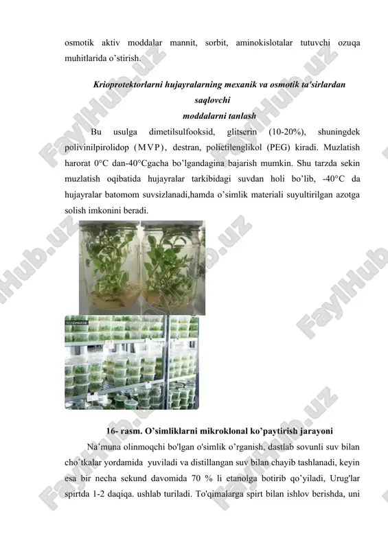etilsulfooksid, glitserin (10-20%), shuningdek polivinilpirolidop (mvp), destran, polietilenglikol (peg) kiradi. muzlatish harorat 0°s dan-40°sgacha bo’lgandagina bajarish mumkin. shu tarzda sekin muzlatish oqibatida hujayralar tarkibidagi suvdan holi bo’lib, -40°s da hujayralar batomom suvsizlanadi,hamda o’simlik materiali suyultirilgan azotga solish imkonini beradi. 16- rasm. o’simliklarni mikroklonal ko’paytirish jarayoni na’muna olinmoqchi bo'lgan o'simlik o’rganish, dastlab sovunli suv bilan cho`tkalar yordamida yuviladi va distillangan suv bilan chayib tashlanadi, keyin esa bir necha sekund davomida 70 % li etanolga botirib qo’yiladi, urug'lar spirtda 1-2 daqiqa. ushlab turiladi. to'qimalarga spirt bilan ishlov berishda, uni sterilizatsiya qilish xossasidan tashqari, asosiy sterilizatsiya qiluvchi eritmani ta'sirini kuchaytirishda ehtiyotkorlik bilan tajribani bajarish kerak.aks holda ekplantga ham tajribani bajaruvchiga ham zarar yetishi mumkin. sterilizatsiya jarayonidan so’ng o'simlik ob'ektlari sterillangan suv bilan yaxshilab tozalab yuvib tashlanishi kerak. tashqi sterilizatsiya eksplantni faqat tashqi infektsiyadan tozalaydi holos. agar eksplant to'qimalarida ichki infektsiya ma’lum bo’lsa, ularga maxsus antibiotiklar bilan ishlov berish kerak. ayniqsa, ichki infektsiyaga yirik …