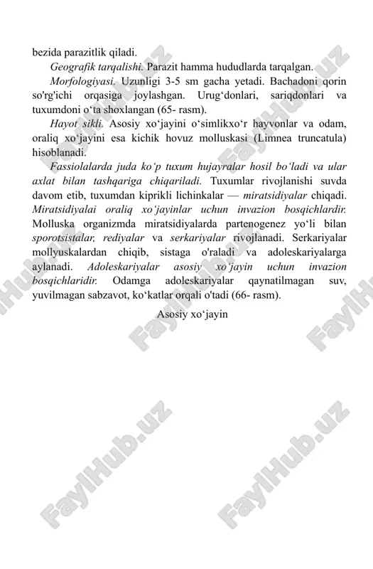 erkariyalar rivojlanadi. serkariyalar mollyuskalardan chiqib, sistaga o'raladi va adoleskariyalarga aylanadi. adoleskariyalar asosiy xo‘jayin uchun invazion bosqichlaridir. odamga adoleskariyalar qaynatilmagan suv, yuvilmagan sabzavot, ko‘katlar orqali o'tadi (66- rasm). asosiy xo‘jayin 66- rasm. jigar so‘rg‘ic,hn ig taraqqiyot sikli. patogen ta’siri. jigar hujayralari jarohatlanadi, sirroz, mexanik sariqlik rivojlanadi. laboratoriya tashhisi. axlatda tuxumlarni topishga asoslangan. ba’zan jigar bilan ovqatlangan shaxslar tekshirilganda axlatida bo'lim. parazitologiyaning biologik asoslari tuxumlar (tranzit tuxumlar) aniqlanishi mumkin, bunday holatlarda tahlilni 3-4 kundai keyin qaytadan o'tkaziladi. profilaktikasi. faqat qaynatilgan suvlarni ichish, sabzavot va ko’katlarni yaxshilab yuvilganidan keyin iste’mol qilish, kasal hayvonlarni davolagh orqali parazit yuqishi oldini olish mumkin. mushuk so‘rg‘ichi (opisthorhis felineus) mushuk (sibirj so‘rg‘ichi (opislhorehis felineus) — opistorxoz qo‘zg‘atuvchisi. xo‘jayin organlzmida joylashishi. oshqozon osti bezi, jigar, o‘t pufaklarida yashaydi. geografik.tarqilishi. g‘arbiy yevropa, g'arbiy sibir va sharqiy qozog’iston hududlarida tarqalgan. morfologiyasi. uzunligi 0,5-1,0 mmdan oshmaydi. ichagi tarmoqlanmagan, tuxumdoni yumaloqliishgan, juft urug'donlari shoxlanmagan va tanasining keyingi qisiniga joylashgan. tanasining oldingi qismi orqa …