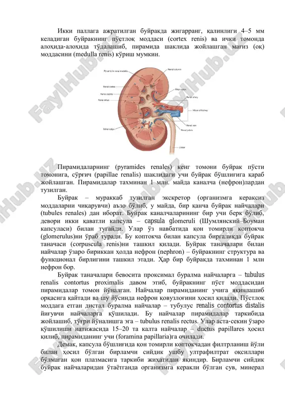 larga qo'shiladi. bu naychalar piramidalar tarkibida joylashib, to'g'ri yo'nalishga ega – tubulus renalis rectus. ular asta-sekin o'zaro qo'shilishi natijasida 15–20 ta kalta naychalar – ductus papillares hosil qilib, piramidaning uchi (foramina papillaria)ga ochiladi. demak, kapsula bo'shlig'ida qon tomirli koptokchadan filtrlanish yo'li bilan hosil bo'lgan birlamchi siydik ushbu ultrafiltrat oqsillari bo'lmagan qon plazmasiga tarkibi jihatidan yaqindir. birlamchi siydik buyrak naychalaridan o'tayotganda organizmga kerakli bo'lgan suv, mineral tuzlar va boshqa kerakli moddalar qayta shimiladi, natijada haqiqiy siydik paydo bo'ladi. siydik piramida so'rg'ichni o'rab turgan kichik kosachalar (calyces renalis minores) ga quyiladi. 8–9 ta kichik kosachalar o'zaro qo'shilib, 2–3 ta katta kosacha – calyces renalis majores ni, ular o'zaro qo'shilib, buyrak jomi – pelvis renalis ni hosil qiladi. jom buyrak darvozasidan chiqishi bilan siydik yo'liga davom etib, qovuqqa ochiladi. buyrak topografiyasi. buyrakning orqa yuzasi qorin devoriga (mushaklarga) va diafragmaga tegib turadi. har ikkala buyrakning yuqori uchi buyrak usti bezi bilan qoplangan. o'ng buyrakning …