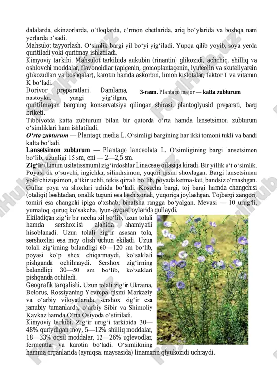 m. zig‘ir (linum usitatissmum) zig‘irdoshlar linaceae oilasiga kiradi. bir yillik o‘t o‘simlik. poyasi tik o‘suvchi, ingichka, silindrsimon, yuqori qismi shoxlagan. bargi lansetsimon yoki chiziqsimon, o‘tkir uchli, tekis qirrali bo‘lib, poyada ketma-ket, bandsiz o‘rnashgan. gullar poya va shoxlari uchida bo‘ladi. kosacha bargi, toj bargi hamda changchisi (otaligi) beshtadan, onalik tuguni esa besh xonali, yuqoriga joylashgan. tojbargi zangori, tomiri esa changchi ipiga o‘xshab, binafsha rangga bo‘yalgan. mevasi — 10 urug‘li, yumaloq, quruq ko‘sakcha. iyun-avgust oylarida gullaydi. ekiladigan zig‘ir bir necha xil bo‘lib, uzun tolali hamda sershoxlisi alohida ahamiyatli hisoblanadi. uzun tolali zig‘ir asosan tola, sershoxlisi esa moy olish uchun ekiladi. uzun tolali zig‘irning balandligi 60—120 sm bo‘lib, poyasi ko‘p shox chiqarmaydi, ko‘saklari pishganda ochilmaydi. sershox zig‘irning balandligi 30—50 sm bo‘lib, ko‘saklari pishganda ochiladi. geografik tarqalishi. uzun tolali zig‘ir ukraina, belorus, rossiyaning yevropa qismi markaziy va o‘arbiy viloyatlarida, sershox zig‘ir esa janubiy tumanlarda, o‘arbiy sibir va shimoliy kavkaz hamda o‘rta osiyoda o‘stiriladi. kimyoviy …