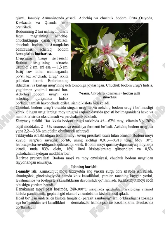 da, texnikada esa motorlarni moylashda, plastmassa, linoleum, hamda boshqa materiallar tayyorlashda ishlatiladi. kanakunjut moyining past haroratda qotishi, spirtda erishi, nihoyatda yopishqoqligi hamda surgi xususiyati uning tarkibida oksiolein — ritsinol kislota borligiga bog‘liq. moy yuqori haroratda qizdirilsa, ritsinol kislota gidroksil guruhini, moy esa yuqorida aytib o‘tilgan xossalarini yo‘qotadi. shu sababdan moyini ovqatga ishlatish uchun kanakunjut xitoyda va hindistonda ko‘p ekiladi. bodom (amygdalus communis) ra’noguldoshlar rosaceae oilasiga kiradi. bodom daraxtining bo‘yi 2-5, ba’zan 8 m bo‘ladi. novdalari qizg‘ish-jigarrang, shoxlarining po‘stlog‘i kulrang-qo‘ng‘ir, tanasiniki esa qoramtir. bargi oddiy, lansetsimon yoki ensiz ellipssimon, o‘tkir uchli, cheti esa o‘tmas, mayda tishsimon bo‘lib, bandi bilan poyada ketma-ket o‘rnashgan. gullari oq yoki och pushti rangda bo‘lib, shoxlarida yakka-yakka joylashgan. gulqo‘rg‘oni murakkab, to‘g‘ri, kosacha va tojbarglari 5 tadan, birlashmagan, otaligi ko‘p sonli, onalik tuguni yuqoriga joylashgan. mevasi qiyshiq yoki cho‘ziq tuxumsimon danakli meva. bodom fevral-aprel oylarida, barg chiqarmasdan gullaydi. mevasi iyun-iyul oylarida pishadi. geografik tarqalishi. achchiq bodom yovvoyi holda …