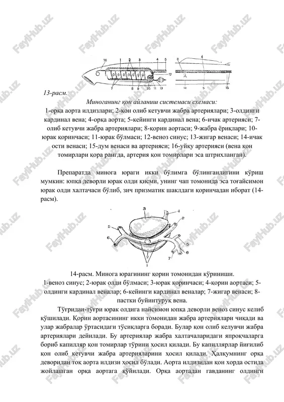 rta; 5-keyingi kardinal vena; 6-ichak arteriyasi; 7-olib ketuvchi jabra arteriyalari; 8-qorin aortasi; 9-jabra yoriqlari; 10-yurak qorinchasi; 11-yurak bo'lmasi; 12-venoz sinus; 13-jigar venasi; 14-ichak osti venasi; 15-dum venasi va arteriyasi; 16-uyqu arteriyasi (vena qon tomirlari qora rangda, arteriya qon tomirlari esa shtrixlangan). preparatda minoga yuragi ikki bo'limga bo'linganligini ko'rish mumkin: yupqa devorli yurak oldi qismi, uning chap tomonida esa tog'aysimon yurak oldi xaltachasi bo'lib, zich prizmatik shakldagi qorinchadan iborat (14-rasm). 14-rasm. minoga yuragining qorin tomonidan ko'rinishi. 1-venoz sinus; 2-yurak oldi bo'lmasi; 3-yurak qorinchasi; 4-qorin aortasi; 5-oldingi kardinal venalar; 6-keyingi kardinal venalar; 7-jigar venasi; 8-pastki buyinturuq vena. to'g'ridan-to'g'ri yurak oldiga naysimon yupqa devorli venoz sinus kelib qo'shiladi. qorin aortasining ikki tomonidan jabra arteriyalari chiqadi va ular jabralar o'rtasidagi to'siqlarga boradi. bular qon olib keluvchi jabra arteriyalari deyiladi. bu arteriyalar jabra xaltachalaridagi yaproqchalarga borib kapillyar qon tomirlar to'rini hosil qiladi. bu kapillyarlar yig'ilib qon olib ketuvchi jabra arteriyalarini hosil qiladi. halqumning orqa devoridan …