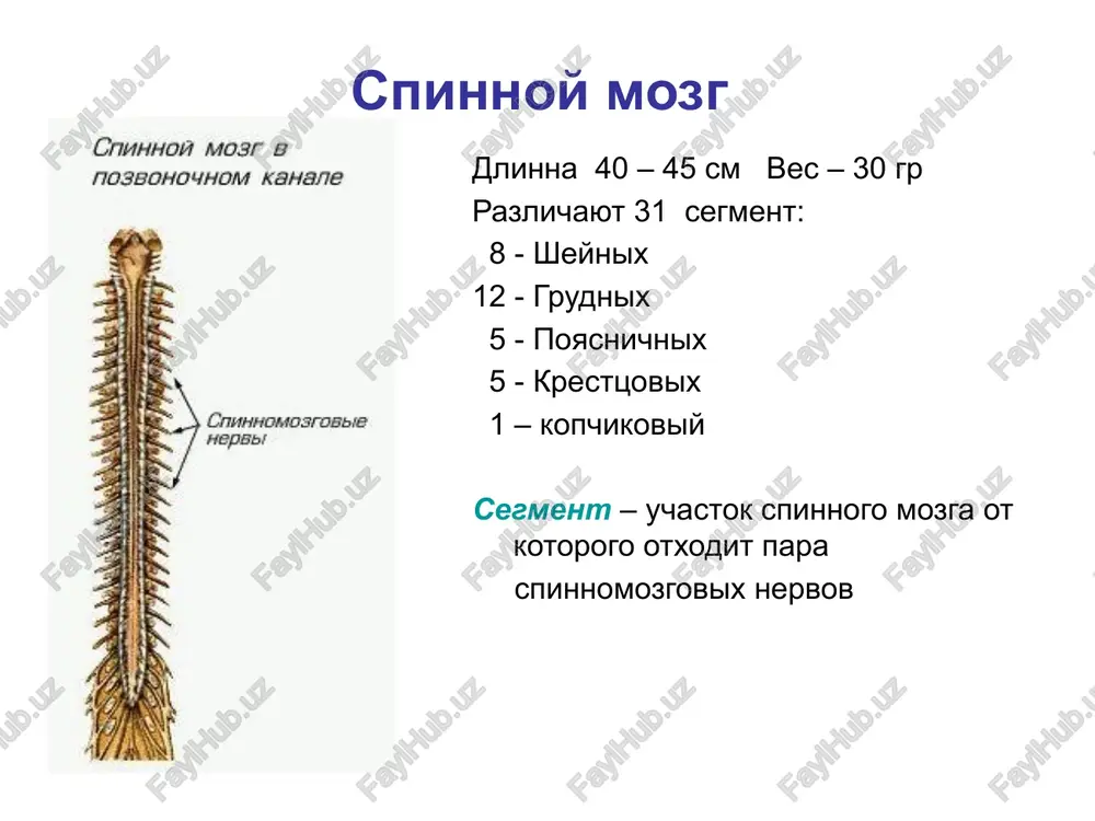 ie obrazovano perednimi vetvyami 12 pari grudnix i 1-3 pari poyasnichnix spinnomozgovix nervov kresttsovoe spletenie obrazovano perednimi vetvyami 4-5 pari poyasnichnix i 1-4 pari kresttsovix spinnomozgovix nervov spinnomozgovoy nerv i ego vetvi. zadnie vetvi plechevoe spletenie aou spo tyumenskoy oblasti yalutorovskiy meditsinskiy kolledj perifericheskaya nervnaya sistema uchebno-metodicheskie materiali dlya studentov s zadaniyami dlya samostoyatelnoy raboti yalutorovsk 2010 risunok 4. sheynoe i plechevoe spleteniya. 1 – pod'yazichniy nerv 2 – bolshoy ushnoy nerv 3 – maliy zatilochniy nerv 4 – sheynoe spletenie 5 – diafragmalniy nerv 6 – nadklyuchichnie nervi 7 – lateralnie i medialnie grudnie nervi 8 – dlinniy grudnoy nerv 9 – mejreberno-plechevie nervi obohatenbhaa mykob hua fonige encouloh aon sprrensitili hepe (i) tasoge nravenre hope ai) a bnokasbii hepe (iv) siayeeori nepe (vi) £ eof es nepe (v), treageentio- | z sess, tpofiyas fepe (vi) spe (0), me feexomoroweth went (0) bry xqaioupi heps ox hiuepentele kopeukir nobabouoro …