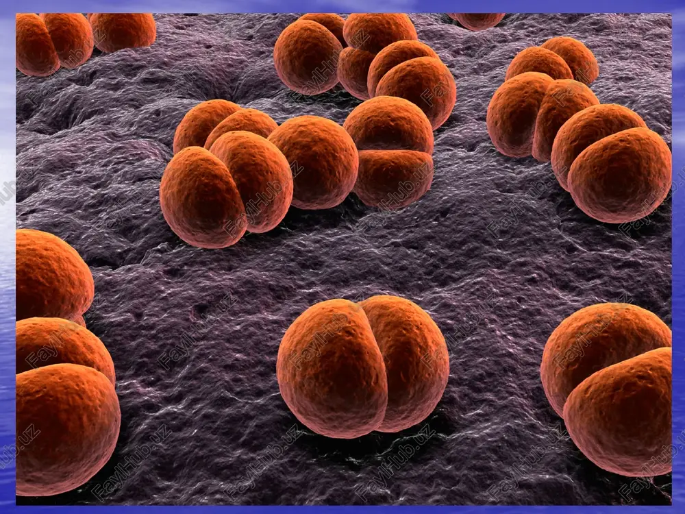 ni buzilishi va dvs, atsidozga, kupgina a'zo va sistemalar funktsiyasini buzilishiga olib keladi 07.10.2025 asoratlar patogenezi miya shishi - bradikinin, serotonin, gistamin va boshka moddalar kup mikdorda tomir devoriga va gematoentsefalitik barerga ta'siri natijasida rivojlanadi. klinik jixatdan bu - talvasalar, xushning to komagacha buzilishi bilan namoyon buladi. infektsion - toksik shok. tserebral gipertenziya – buning natijasida miyachani katta ensa teshigiga tikilishi va uzunchok miyani ezilishi kuzatiladi. 07.10.2025 asoratlar patogenezi ependimatit - korinchalar ependimasiga yalliglanish jarayoni tarkalishi bilan yuzaga keladi buyrak usti bezi infarkti keskin rivojlangan endotoksinemiya va nospetsifik gipersensibilizatsiya bilan boglik. tserebral kollaps (gipotenziya)- likvor ishlab chikarishda tserebral gemodinamikani buzilishi, intensiv degidratatsion terapiyani utkazish bilan boglik 07.10.2025 patomorfologiyasi nazofaringitda – xalkum orka devori tomirlari tulakonligi, limfoid tukimani giperplaziyasi, shillik kavatlar neytrofil infiltratsiyasi kuzatiladi. traxeya va bronxlarda yuzaki, keyin seroz – yiringli yalliglanish belgilari buladi. keyinchalik fibrinoz- yiringli ekssudat xarakterni egallaydi. yiringli- fibrinoz yalliglanish jarayoni miya kobiklari va miya moddasini zararlanishi …