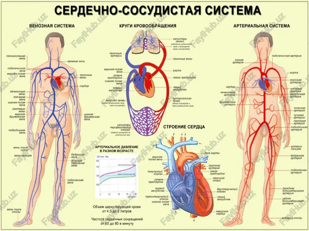 vremya diastoli ono okolo 0 mm rt. st. prisasivanie krovi grudnoy kletkoy, osobenno vo vremya vdoxa (grudnaya kletka predstavlyaet soboy germeticheski zamknutuyu polost, v kotoroy vsledstvie elasticheskoy tyagi lyogkix sushestvuet otritsatelnoe davlenie). sokrashenie skeletnix mishts i nablyudayusheesya pri etom narujnoe sdavlivanie ven konechnostey i tulovisha, v kotorix klapani propuskayut krov tolko v odnom napravlenii – k serdtsu. periodicheskoe sdavlivanie ven vizivaet sistematicheskuyu podkachku krovi k serdtsu (venoznaya pompa). vo vremya sistoli jeludochkov, kogda umenshaetsya ix prodolniy razmer, predserdno-jeludochkovaya peregorodka ottyagivaetsya knizu. eto vizivaet uvelichenie ob'ema predserdiy i, kak rezultat, uvelichenie pritoka krovi k nim iz polix ven. * zakon franka-starlinga (zakon «serdtsa») pri povishenii krovenapolneniya serdtsa v diastolu, a sledovatelno, pri uvelichenii rastyajenii mishtsi serdtsa sila serdechnix sokrasheniy vozrastaet. zdes proyavlyaetsya, tak nazivaemiy, geterometricheskiy mexanizm samoregulyatsii raboti serdtsa: sila serdechnix sokrasheniy v etom sluchae opredelyaetsya izmeneniem isxodnoy dlini mishechnix volokon miokarda, voznikayushem pri izmenenii velichini pritoka venoznoy krovi k serdtsu. …