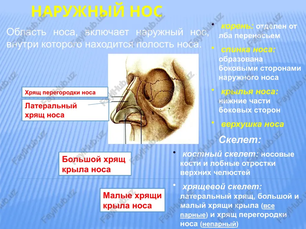 yut xryashevie polukoltsa (v pravom 6-8, v levom 9-12). praviy bronx koroche i shire levogo, bolee vertikalno raspolojen dolevie bronxi delyatsya na: segmentarnie bronxi dolkovie bronxi kontsevie bronxioli (20) dixatelnie bronxioli alveolyarnie xodi alveolyarnie meshochki vetvlenie bronxov v legkix dixatelnie bronxioli, alveolyarnie xodi i alveoli obrazuyut alveolyarnoe derevo (legochniy atsinus) – strukturno-funktsionalnuyu edinitsu legkogo d alveolyarnogo xoda ~ 0,2 – 0,6 mm; d alveoli ~ 0,25 – 3 mm v legkom naschitivaetsya 150 000 atsinusov, 300-350 mln. alveol, obshaya ploshad dixatelnoy poverxnosti ravna ~ 80 m2 legkie 3 poverxnosti: nijnyaya: diafragmalnaya rebernaya: naibolshaya po protyajeniyu, otdelno videlyayut pozvonochnuyu chast rebernoy poverxnosti medialnaya: obrashena v storonu sredostenya 3 kraya: peredniy: otdelyaet rebernuyu poverxnost ot medialnoy zadniy: otdelyaet rebernuyu poverxnost ot medialnoy nijniy: otdelyaet diafragmalnuyu poverxnost legkie 2 sheli kosaya: razdelyaet pravoe i levoe legkie na verxnyuyu i nijnyuyu doli gorizontalnaya: v pravom legkom otsekaet srednyuyu dolyu pravoe legkoe: 3 doli levoe …