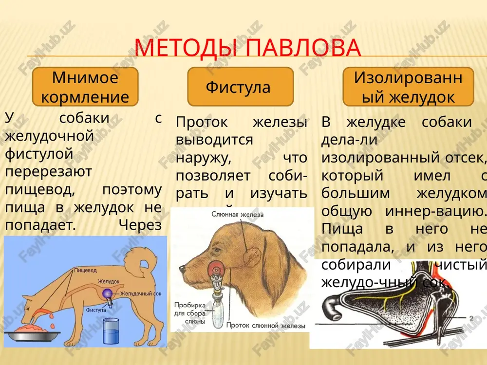 sostavlyaet 5-6 m. v stenke tri obolochki (slizistaya, mishechnaya i seroznaya). tonkaya kishka obrazuet petli. on sostoit iz dvenadtsatiper-stnoy, toshey i podvzdoshnoy kishki. v dvenadtsatiperstnuyu kishku otkrivayutsya protoki pecheni i podjeludochnoy jelezi. tonkiy kishechnik na slizistoy obolochke est vorsinki, kotorie uvelichivayut vsasivatelnuyu poverxnost. vorsinki pokriti odnosloynim epiteliem u kotorogo est virosti – mikrovorsinki. vnutri vorsinki est krovenos-niy i limfaticheskiy kapillyar, slepo nachinayushiysya na vershine. tolstiy kishechnik 3 otdela: slepaya, obodochnaya i pryamaya kishka dlina: 1,5-2 m. v stenke 3 obolochki: slizistaya, mishechnaya, seroznaya naselen bakteriya-mi, uchastvuyushimi v pishevarenii. pishevaritelnie jelezi slyunnie podjeludochnaya pechen vneshnyaya sekretsiya; protoki vpadayut v rotovuyu polost smeshannaya sekretsiya; protoki vpadayut v dvenadtsatiperstnuyu kishku vneshnyaya sekretsiya; protoki vpadayut v dvenadtsatiperstnuyu kishku slyunnie jelezi 3 pari bolshix: okoloushnie, pod'yazichnie, podnijnechelyustnie. videlyayut slyunu (0,5—2 l v sutki), sostoyashuyu iz vodi, ionov, fermentov amilazi i maltazi, bakteritsidnogo veshestva lizotsima i mutsinov. slyuna imeet slaboshelochnuyu reaktsiyu. podjeludochnaya jeleza raspolojena v bryushnoy …