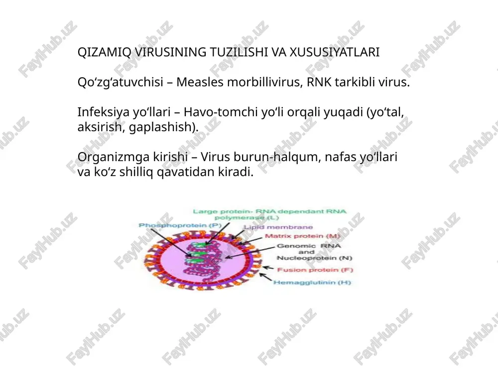 qizamiq virusi - Page 3