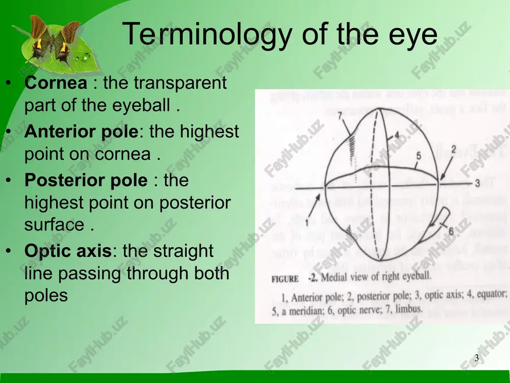 surrounded by lacrimal gland (the gland of the third eyelid). * v the adnexa of the eye the lacrimal apparatus: this consists of lacrimal gland proper the lacrimal gland is flat and lies between the eyeball and the dorsolateral wall of orbit. the glands associated with the third eyelids several small accessory glands duct system that conveys the lacrimal fluid after it has washed over the eye into the nasal cavity for evaporation. * v the blood supply of the eye: the arteries can be divided into three groups: those supply eyebll supply oculr muscles those laeving the orbit to supply adjcent strctures. the external ophthalmic artery carries the principle supply of the blood to the eye, which is a branch of the maxillary artery. * v the blood supply of the eye: 1) the branches of the external ophthalmic for the eyeball penetrate the sclera to reach the vascular …