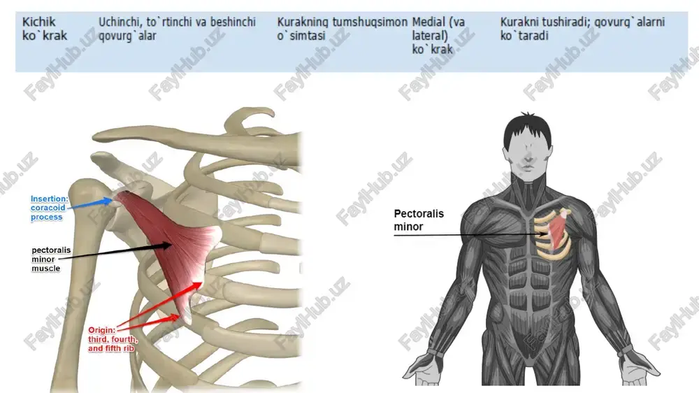 rangular space surgical neck of humerus long head of triceps brachii posterior circumflex humeral artery teachmeanatomy teres minor surgical neck of humerus quadrangular space teres major lower triangular space long head of triceps triangular space teres minor posterior circumflex humeral artery axillary nerve teres major profunda brachii artery y scapular artery radial nerve long head of triceps external occipital protuberance rhomboid major triangle of auscultation gites meus mele /docprops/thumbnail.jpeg 49-mavzu ko'krak sohasi va qo'tiq osti muskallai