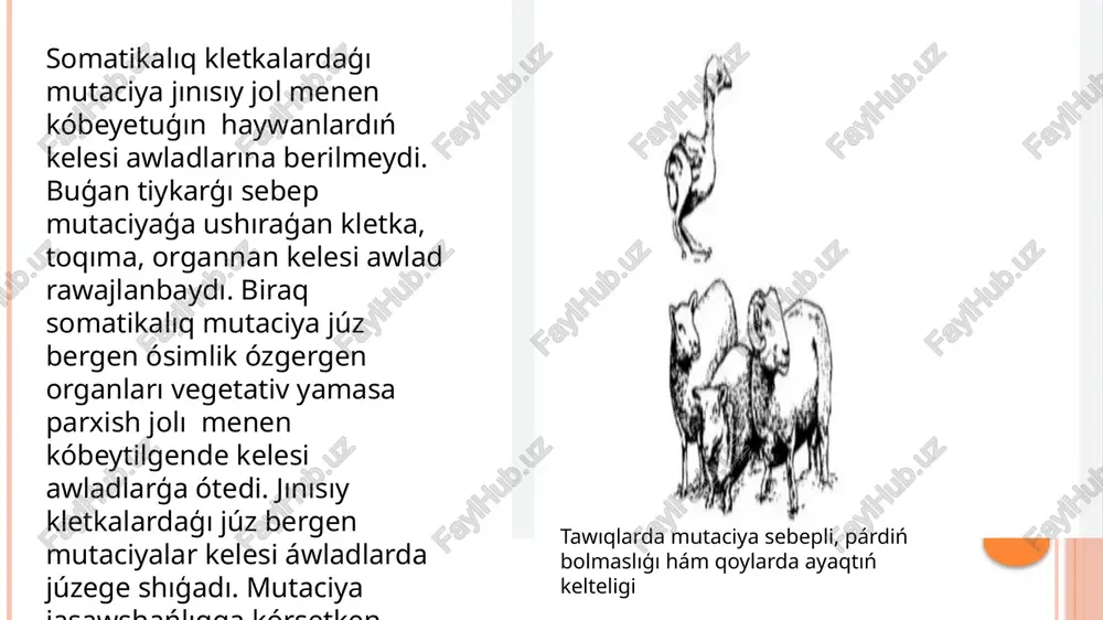ledi. xromosoma mutaciyaları hár bir biologiyalıq túr basqa túrden xromosomalarınıń sanı, ólshemi, menen parqlanadı. xromosomalar sanı, forması, ólshemi hám dúzilisi menen baylanıslı mutaciya xromosoma mutaciyasi yamasa abberaciyasi delinedi. xromosoma dúzilisiniń ózgeriwi toʻrt túrge bo'linedi. bular deleciya, duplikaciya, inversiya hám translokaciya. deleciya — xromosomanıń bir bólimi uziliwi. deleciya birinshi marte 1917-jili amerikalıq alım bridjes tarepinen x xromosomanıń genetikalıq analizi arqalı anıqlanğan. deleciya gomozigota halatta adette letal qasiyetke iye boladı. xromosomanıń júdá kishi bóliminiń joģalıwı letal bolmawı múmkin.biraq xromosomanıń úlken bo'leginiń ajralıp ketiwi ayanıshlı aqıbetlerge alıp keledi. maselen, adamlarda 5 xromosomanıñ kelte iynindegi deleciya sebepli gelle suyeginiń kishi bolıwı, balanıń rawajlanıwınıń ástelesiwi hám aqılı páslik júz beredi. sondayaq adamlarda 4, 13, 18 xromosomalardaģı deleciya da nuqsanlarģa, tiykarınan, aqılı páslikke sebepshi boladı. duplikaciyada xromosomalardıń ayırım bir bólegi onnan kóp márte artadı. duplikaciyaģa jolıqqan bólimler xromosomalarda qaptalma-qaptal jaylasıwı hám fenotipte júzege shıģıwı múmkin.maselen, drozofila miywe shıbını ko'zindegi bar mutaciya x xromosomadaģı duplikaciya aqibetinda payda …