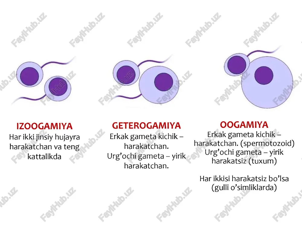 ham to‘ligq bo‘imay, notekis yuz beradi. chunki bunda sariqlik moddasi hujayraning bo’linishiga halaqit beradi. zigota birinchi va ikkinchi martta meridional tekislikda, so’ng izchillik bilan ekvatorial, meridional, ekvatorial, meridional ...... bo’linadi. zigota bo’linishi natijasida —- blastomer hosil bo’ladi. blastomerlar yig’indisi — blastula deyiladi. blastula qobig’i — blastoderma, ichidagi suyuqlik — blastosel deyiladi. ektoderma mezoderma birlamchi ichak bo shlig’i gastrulyatsiya homilaning rivojlanishi davom etib, hujayralarning bo‘linishi va joyini almashtirishi natijasida asta-sekin gastrula bosqichiga o‘tadi. bu davr blastulaning to’plam hujayralari ixtisoslash davridir. homilaning uch qavatli bosqichi gastrula bo‘lib, uning hosil bo‘lish jarayoni gastrulatsiya deb ataladi. gastrulaning tashqi qavati ektoderma, ichki qavati entoderma, o’rta qavati mezoderma deb ataladi va ular murtak varagalari deb yuritiladi. ) gastrula dio” blastula ektoderma °ee@ endoderma birlamchi ichak 2-cell stage cell stage “oo? birlamchi og'iz blastomer organogenez gastrulyatsiya tugagandan so’ng murtak varaqlaridan o’zak organlar hosil bo’la boshlaydi. bu davr organogenez deyiladi. ektodermadan - teri goplamlari, ya’ni teri epiteliyasi hamda …