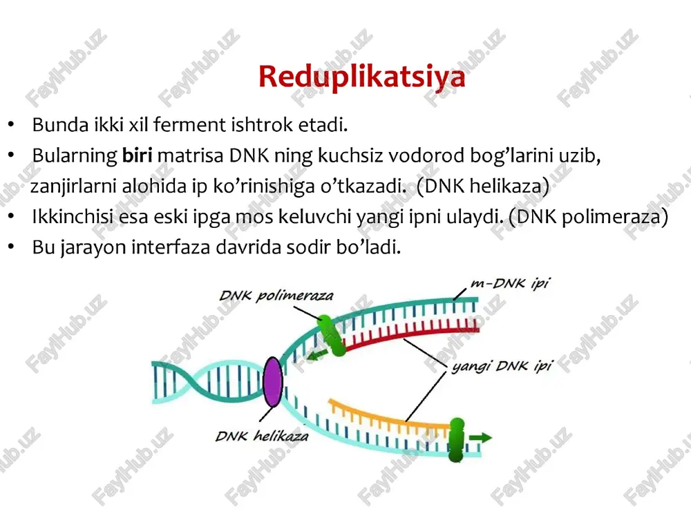 - xromatinning spirallashmagan, mikroskopda ko‘rinmaydigan ingichka, genetik jihatdan faol gismi. geteroxromatin — xromatinning spirallashgan, zichlashgan, genetik jihatdan nofaol gismi. u y. mikroskopida yaxshi ko’rinadi. * xromosomalar birinchi marta fleming (1882) va strasburger (1884) tomonidan aniqlangan. «xromosoma» atamasini fanga valdeyer taklif etgan. dnk - 60% - irsiy axborotni saqlash vazifasini bajaradi kimyoviy > jinssiz kko’payish > jinsiy ko’payish binar bo’linish ~ ¢ izogamiya kurtaklanish | bir ¢ getrogamiya spora orqali hujayralilarda ¢* oogamiya shizogoniya - vegetativ ko’p garmogoniy — > hyjayralilarda poliembrioniya jinssiz ko’payish ko’p hujayralilarda ¢ bir hujayralilarda sporalar orgqali ¢ sporalar orgqali binar ¢ binar kurtaklanish * kurtaklanish fragmentatsiya ¢ shizogoniya poliembrioniya vegetativ binar ko’payish ya’ni ikkiga bo’linib ko’payish. amyoba, evgilena, tufelka, bakteriya - hujayralariga xos meduza, halqali chuvalchanglar — tanasiga kurtaklanish achitqi zamburug’i, ayrim infuzoriyalar, gidra, aktiniya, molodilo (0’simlik), g’ovaktanli, kovakichli, ayrim halqalilarda shizogoniya bu hujayra yadrosining karrali bo’linishidir. xlorella. xlomidomanada, bezgak paraziti, ayrim zamburug’lar ¢ sporalar orgali …