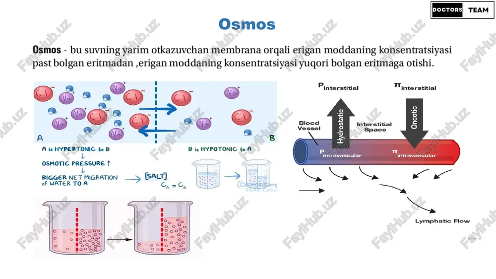 the equilibrium of k+ and nat this tells us the nernst potential or the rmp of cell as an example assume the cell is 90% permeable to k+ . -90mv x 0.9=-81mv as an example assume the cell is 10% permeable to nat . +70mv x 0.1=+7mv ‘add the two voltages together to obtain the nernst potential or rmp of the cell . -81mv + 7mv=-74mv rmp = -74mv these pumps push 3 na+ ions out of the cell making cell less positive. they also pump 2 k+ ions into the cell which is one less positive charge coming in than leaving. na+ is higher outside the cell and k+ is higher inside the cell. overall leads to net negative charge. the pumps require atp to work because they are pushing both these ions against their concentration gradient. this pump contributes approximately -5 mv of the -70 mv average of …