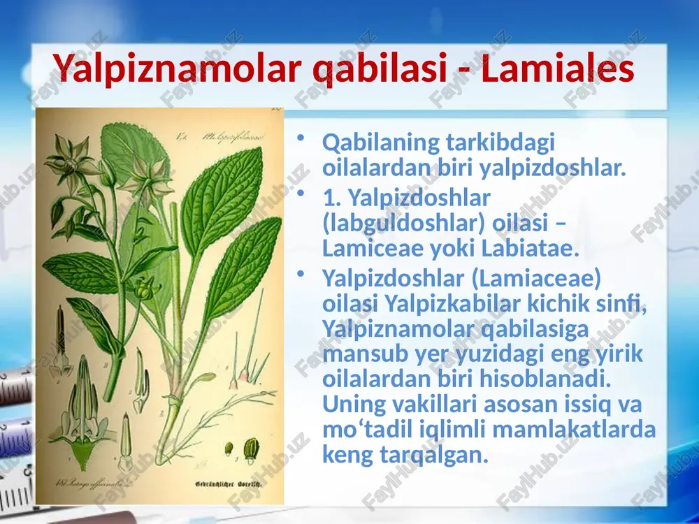 anoatida qo‘llaniladi. bir necha turlari masalan., tog‘ jambili, logoxillus , limono‘ti, jingalak nano, dori mavrak, arslonquyruq va boshqalar meditsinada ishlatiladi. yalpiz, osh rayhon, jambil va boshqalar ovqat mazasini yaxshilashda ishlatiladi. image2.jpeg image3.jpeg image4.jpeg image5.png image6.png image7.jpeg image8.jpeg image9.jpeg image10.jpeg image11.jpeg image12.jpeg image13.jpeg image14.jpeg image15.jpeg image16.jpeg image17.jpeg image18.jpeg image19.jpeg image20.jpeg image21.jpeg image1.jpeg androceo con 4 estambres vein cy wa io a ¥ ) hojas opuestas gineceo 2-carpelar \éculos 2-ovulados flores levemente cigomorfas fruto: carnoso 0 seco que se deshace en 4 partes /docprops/thumbnail.jpeg ————} + 13.4 bio-20 guruh talabasi qurbonova mohitobonnning osimlklar va hayvonlarni ‘muhofazasin tashkil etish fanidan tayyorlagan musta tai