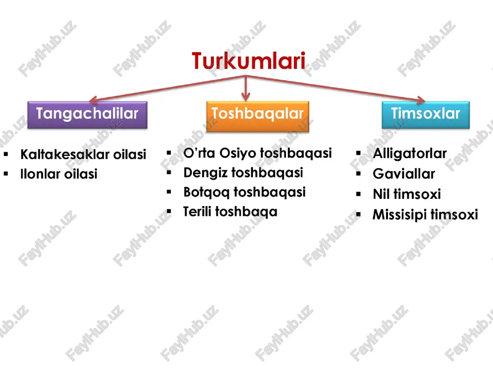eski binolar, molxonalar, hatto xonadonlarda ham uchraydi. - qush, ularning jo‘jalari, kemiruvchilar , kaltakesaklar b.n oziqlanadi ¢ kapcha - (ko’bra) uzunligi 170 sm dan 2 m gacha boradi. - xavf tug’ilsa bo‘ynini kengaytirib, ogohlantiruvchi holatga o‘tadi. - qurbaga, kemiruvchilar, kaltakesaklar va boshga ilonlar b.n oziqlanadi. - zaharidan tibbiyotda foydalaniladi. * ko’lvor ilon — janubiy hududlardagi tog‘larda va tog‘ etaklarida uchraydi. - uzunligi 120 sm gacha keladi. - qushlar, kemiruvchilar, kaltakesaklar bilan oziqlanadi - ilonning zahari juda xavfli. ¢ charx ilon - o‘rta osiyo janubidagi cho‘llarda va tog‘ etaklarida uchraydi - uzunligi 80-90 sm keladi. - bezovta gilingan ilon bir joyda aylana boshlaydi va terisidagi tangachalarini ishqalab, aylanadigan charx tosh singari ovoz chiqaradi. - llon chaqqanida badanda kuchli og‘riq paydo bo‘ladi, lekin ko‘pincha odam tuzalib ketadi. * qalqontumshug - toshkent va samarqand viloyatlari tog‘ etaklari, mirzacho‘l va xorazm cho'llarida uchraydi. - lon chaqqan odamning badani shishib ketadi va tana harorati ko‘tariladi. …