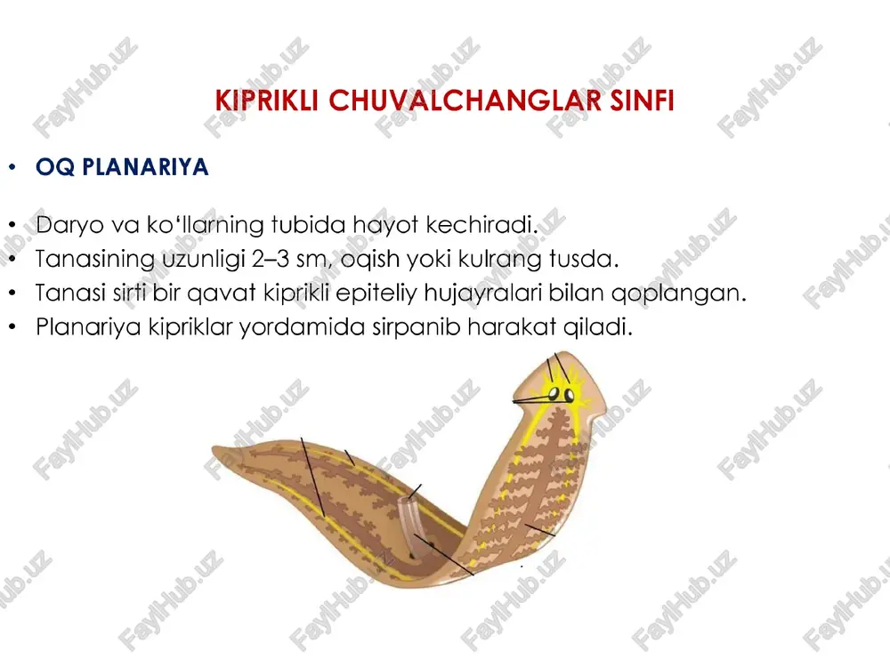 rat. boshidagi so’rg’ichlar (4ta) boshidagi so’rg’ichlar (4ta) boshidagi so’rg’ichlar (4ta) oraliq xo'jayindag| tuxumlar assosly xo’ jayin ichida “adult” davr ¢ rivojlanishi _ finna ichida sistalar exinokokk tuxumlari oraliq xo'jayin to’garak chuvalchanglar tipi askarida odam askaridasi ingichka ichakda parazitlik giladi. u ayrim jinsli hayvon. urg'ochisining uzunligi 20-40 sm, erkagi 15-25 sm bo'ladi. erkak askaridaning dumi ilmoqgqa o'xshash egilgan. askarida tashqdi tomondan pishiq va qalin po'st — kutikula &.n goplangan. yopishuv organlari rivojlanmagan, uning elastik tanasi ichak devoriga tagalib turganidan ichakdan tashqariga chiqib ketmaydi. askaridaning hazm gilish sistemasi ikki uchi ochig uzun nayga o'xshaydi. birinchi martta orga ichak va anal teshigi paydo bo'lgan hayvonlar. hazm gilish sistemasi hazm nayining ketma ketligi quyidagicha tuzilgan: og’iz - halqum - qizilo’ngach - o’rtaichak - keyingiichak - anal og’iz ™ | o'rta ichak orqa ichak anal qizilo’ngach halqum ayrish sistemasi askaridaning ayirish sistemasi tana bo'ylab o'tgan ikkita uzun naydan iborat. naylar tananing oldingi tomonida birlashib “bo’yin …