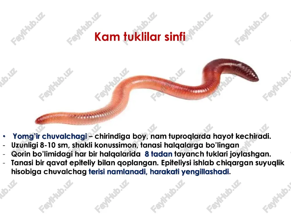 i (dagestive system) suv shillig’! 1 - og'iz; 2 - tilcha; 3 — halqum; 4 - qizilo‘ngach; 5 - oshqozon; 6 - ichak; 7 - anal teshigi; 8 - o‘pka; 9 - yurak bo‘imasi; 10 - yurak qorinchasi; 11 - yurak; 12 -jigar; 13 — qon tomirlari ayirish sistemasi ¢ yagona tasmasimon buyrakdan iborat. ¢ buyraklari ikki uchi ochig — metanefridiy tipda ¢ buyraklarning birinchi uchi — yurak oldi bo'imasiga, ikkinchi uchi esa mantiya chetiga ochiladi. qon aylanish sistemasi ¢ molluskalarni yuragi ikki kameradan (boshoyodlilarda 3-5) iborat. * qon aylanish sistemasi ochiq (tutasnmagan). yurak bo’imasi yurak gorinchasi vena (02) —&» arteriya (o02) nafas olish vm a’zosi tana bo’shlig’i organlardan qaytuvchi co2 li qon qorinoyoglilarning xilma-xilligi * qorinoyoadli mollyuskalar yer yuzida keng tarqalgan, 100 000 ga yaqin turi bor. ular ayniqsa, dengizlarda xilma-xil bo ‘ladi. * quruglikda yashaydi ¢ yadlang‘och shilliglar \ ¢ o’simliklar bilan oziqlanadi ¢ tok shillig’! 31-rasm. qorinoyogli …
