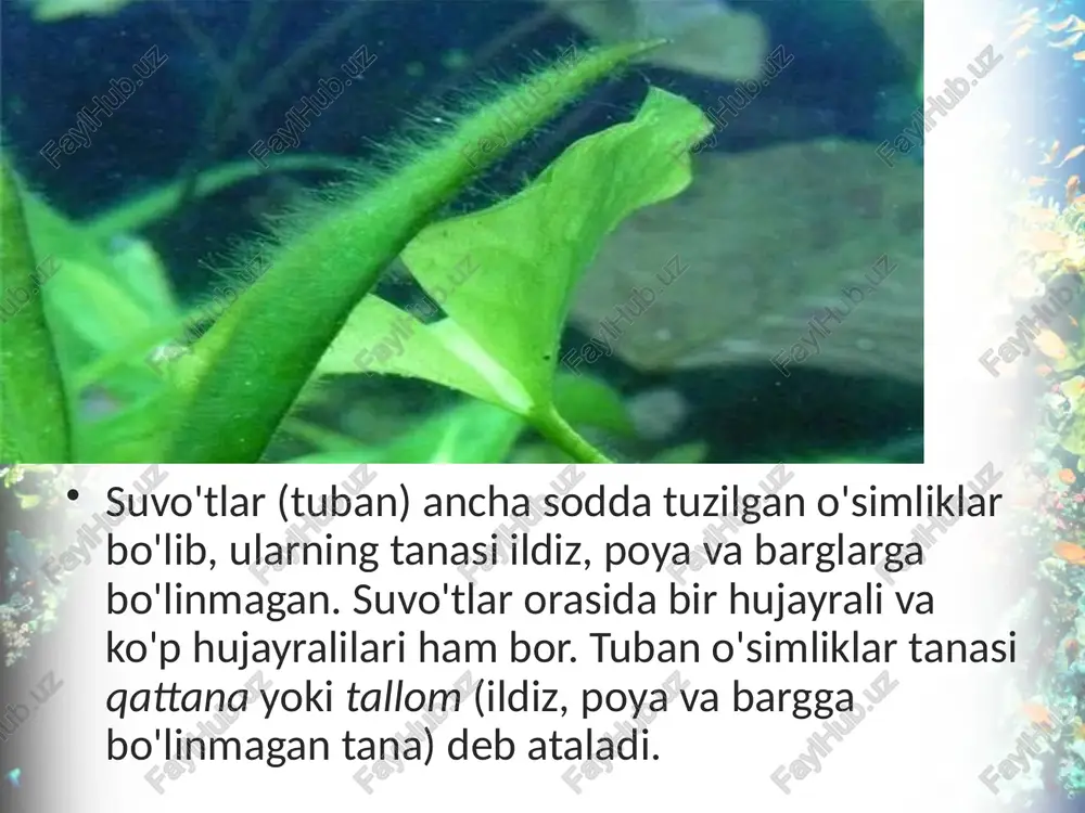 suvo'tlar. bir hujayrali yashil suvo'tlar - Page 3