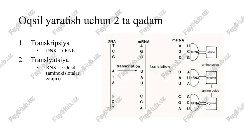 e=all translyatsiya - irnk kodonlarini oqsilga aylantirish (amino kislotalar zanjiri) sitoplazmada ribozomlar ustida joylashgan 2-qadam: translyatsiya start kodon (aug) birinchi kodon bo’lib metionin aminokislotasini kodlaydi. stop kodon uag, uaa va uga larning qaysi biri bo’lishidan qatiy nazar peptid sintezlanishini to’tatadi ribosoma mrnk bilan bog’langach zanjir bo’ylab haraktni boshlaydi. birinchi kodon start kodon bo’lib metionin aminokislotasini kodlaydi. aug kodi uac antikod bilan bo’langach metionin aminokislotasi ribosomaning aminoatsil qismidan peptidil qismiga o’tadi. va keyingi bosqich elongatsiya boshlanadi. https://www.google.com/url?sa=t&rct=j&q=&esrc=s&source=video&cd=6&cad=rja&uact=8&ved=0ahukewju2jlvga_pahxe_kqkha4ea1gqtwiitzaf&url=https%3a%2f%2fwww.youtube.com%2fwatch%3fv%3dktdasnzso28&usg=aovvaw1bzg4jx12qrpnr8_0vkouc rbs(ribosome binding site) bu ribosomani mrnk molekulasidagi bog’lanish nuqtasi hisoblanadi. aynan bu qismni prokariotlarda shayn dalgarno nuqtasi deb ataldi. ribosoma ushbu qismdan translayatsiyaning initsiatsiya bosqichini boshlab beradi.u o’zidan kiyingi aug ni aktivlashtradi. rbs siz oqsil sintezi pasayib ketadi. ushbu sxemada 16s rrnk ttp-aptazim sababli inaktivlangan bo’ladi, ya’ni initsiatsiya uchun sharoit yo’q. katta subbirlik bilan mrnk bo’glangach prosses boshlanadi. shine, j.; dalgarno, l. (1975-03-06). "determinant of cistron specificity in bacterial ribosomes". nature. 254 (5495): 34–38. …