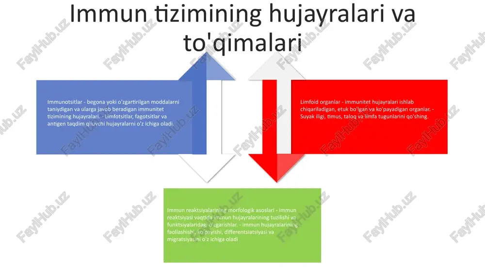ar, makrofaglar va neytrofillar kabi turli xil immunitet hujayralarining mavjudligini o'z ichiga oladi. immunologik xotira: immunologik xotira immunitet tizimining patogenlar bilan oldingi uchrashuvlarini eslab qolish va keyingi ta'sir qilishda tezroq va mustahkam javob berish qobiliyatini anglatadi. gumoral immunitet morfologik asosimmunologik reaktsiyalar turli xil hujayralar, jumladan b hujayralari, t hujayralari va makrofaglarni o'z ichiga oladi. gumoral immunitetning morfologik asosi b hujayralarining faollashishi, differentsiatsiyasi va antikor ishlab chiqaruvchi plazma hujayralariga ko'payishini o'z ichiga oladi. immunoglobulinlar immunoglobulinlar - antijenlarning mavjudligiga javoban plazma hujayralari tomonidan ishlab chiqarilgan oqsillar. ular antikorlar sifatida ham tanilgan va gumoral immunitet uchun zarurdir. ta'sir qilish mexanizmigumoral immunitet o'ziga xos antijenler bilan bog'langan antikorlarni ishlab chiqarishni o'z ichiga oladi. ushbu antikorlar toksinlarni zararsizlantirishi, makrofaglar kabi boshqa immunitet hujayralarini faollashtirishi va patogenlarni tanadan tozalashga yordam beradi. sitokinlar va kimyokinlar sitokinlar: hujayralararo aloqani ta'minlaydigan immunitet hujayralari tomonidan chiqariladigan kichik oqsillar. xemokinlar: ular sitokinlarning kichik guruhi va to'g'ridan-to'g'ri hujayra harakati va kemotaksisdir. immunitetni …