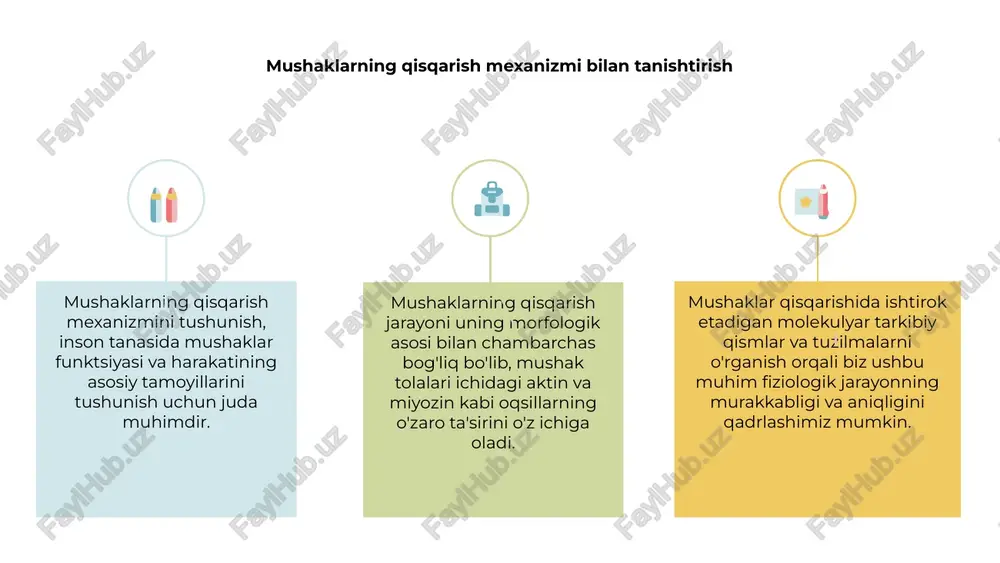 ushak oqsillari o'rtasidagi bu o'zaro ta'sir aktin va miyozin filamentlarining siljishiga imkon beradi, natijada mushak tolasi qisqaradi va kuch hosil bo'ladi. kaltsiyning hal qiluvchi roli bo'lmasa, mushaklarning qisqarishi samarali amalga oshirilmaydi. mushak hujayralarida qo'zg'alish-qisqarish birikmasi 1 2 3 2 mushak qisqarishi mushak hujayralarida qo'zg'alish-qisqarish birikmasidan boshlanadi. bu jarayon asab tizimidan mushak hujayrasiga elektr signalini uzatishni o'z ichiga oladi. 1 signal sarkoplazmatik retikulumdan kaltsiy ionlarining chiqarilishini keltirib chiqaradi, bu mushak hujayrasida kontraktil oqsillarning faollashishiga olib keladi. 3 natijada mushak hujayrasi qisqaradi, kuch va harakat hosil qiladi. mushaklarning qisqarish mexanizmining bu morfologik asosi tanadagi mushaklarning to'g'ri ishlashi uchun juda muhimdir. mushaklarning qisqarishi paytida o'zaro faoliyat tsikl o'zaro faoliyat tsikli mushaklar qisqarishining asosiy jihati bo'lib, sarkomer ichidagi aktin va miyozin filamentlari o'rtasidagi o'zaro ta'sirni o'z ichiga oladi. 01 mushaklarning qisqarishi paytida miyozin boshlari aktin bilan bog'lanib, aktin filamentlarini sarkomerning markaziga tortib, kuch hosil qiluvchi o'zaro ko'priklar hosil qiladi. 02 ushbu jarayon uchun energiya …