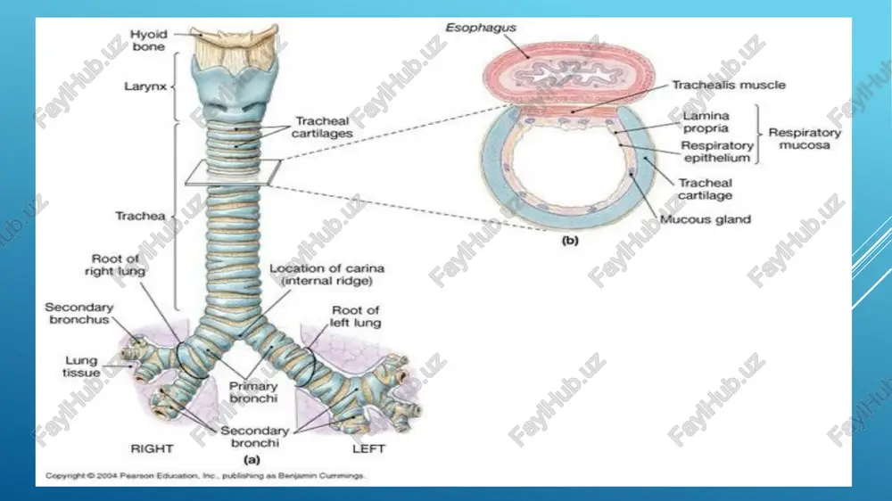 eus, v, thyroidea superior tivpamnnanoras qona tpyavho-noabaabiunas mbia ventersuperior 3) bepxnan a a m. sternothyroideus 5 m. thyrohyoideus tlonatowno- uwrosuphan beha tpyamhosunttobaahor merle timmondncasaudan wale, mombasbiahar mll, fascia cervicalis; fascia bepxhee oprowko soit laminarsunertich m. cricothyroideus cartilago thyroidea p pt colli, lamina superficialis_— 18 - 23 ae a, thyroidea @acuna wen. nepotheumrosuanas mena uvrosupnein p : 2 pes superior nobepxhocthas nnactuhka glandula thyroidea, lobus paul 25 mo sternioe 7 . bepxnan .sternocleidomastoideus ulvtosuanas xenesa, rona at utosmahan tayannio-enoanano= 28 fel_¥thyroidea inferior aprepua cocuesmahan mbiwa hwxkhan uwmtobuahas beha i arteria carotis communis 7) =e1_atcus venosus jugularis | odujaa conhar aprepus 2s sipemvas sehoshan ayra ys plexus caroticus communis -— a]___nemuus phrenicus , ‘ogujee cohhoe chnetehne aadparmanbueii hepa : vena jugularis interna 4 7 fig] m.scalenus anterior ¢ brytpehiaa apemvan sexa ust ~“tepeanaa \ vena brachiocephalica 5 necthmunan mella \ tineveronoshas bena fre slavica / ww. thoracicae internae —— kmosmua (a \ …